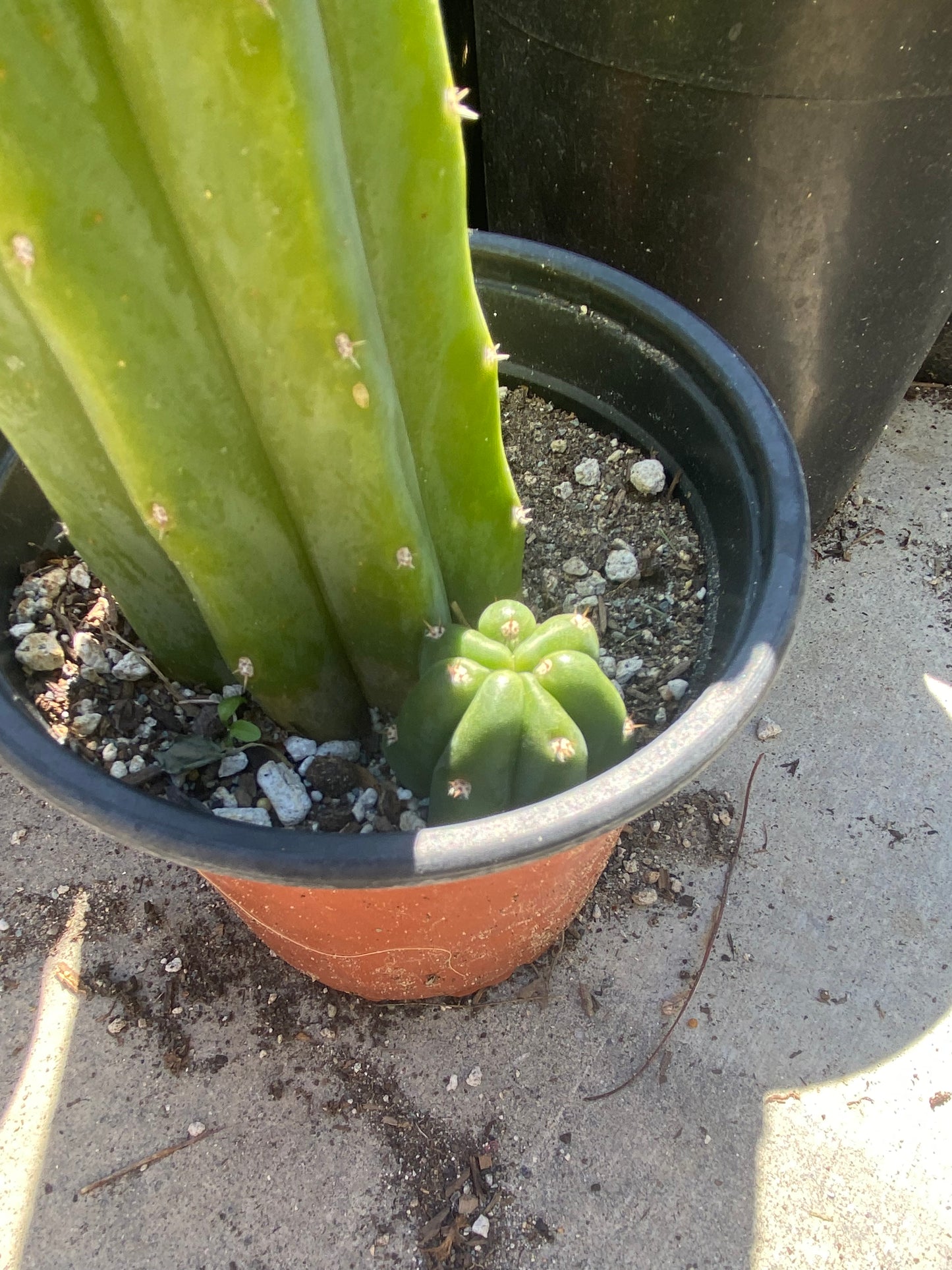 18” Rooted San Pedro with a pup