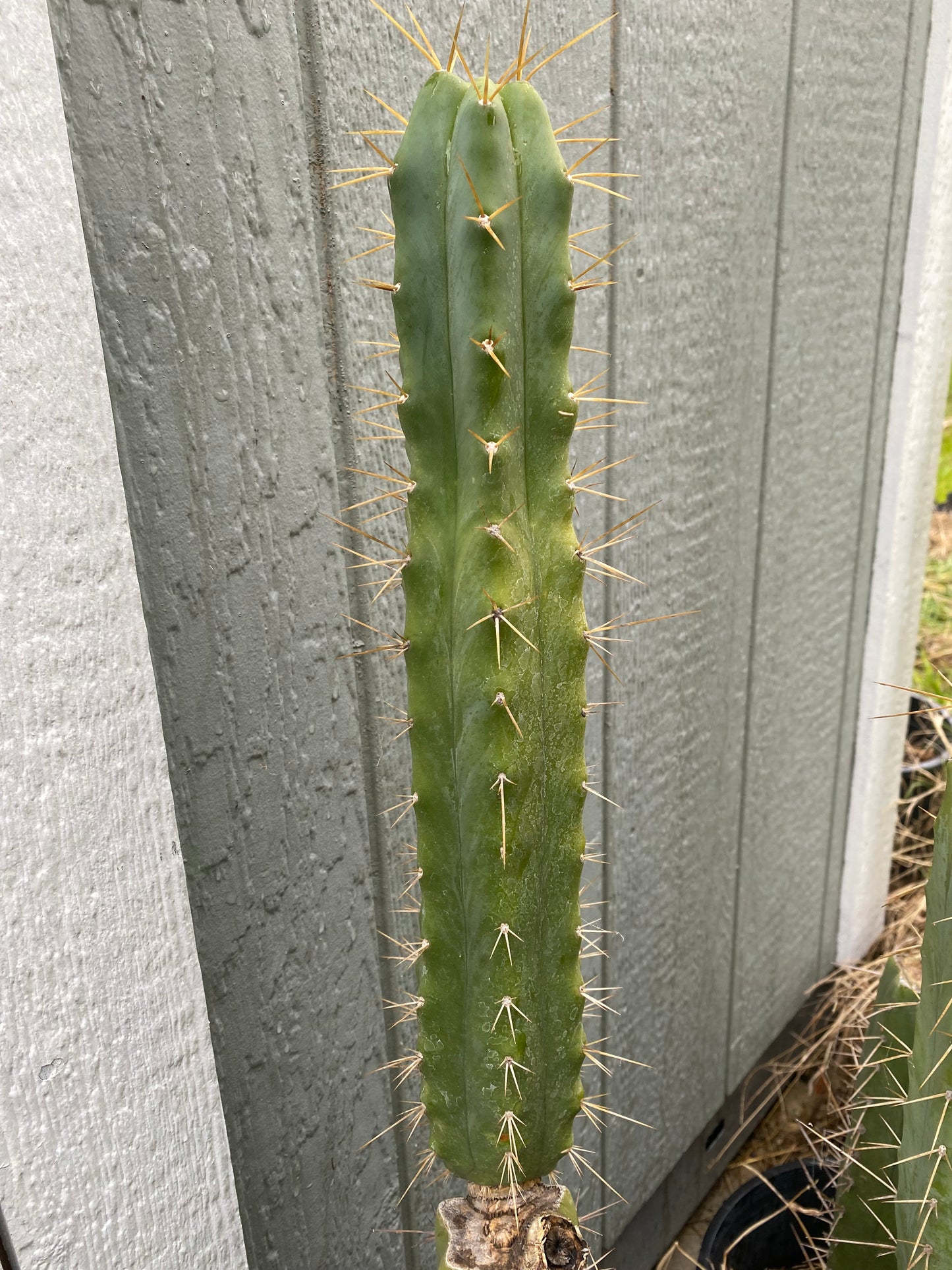 15” T. Bridgesii Kakteen.K. cutting B41