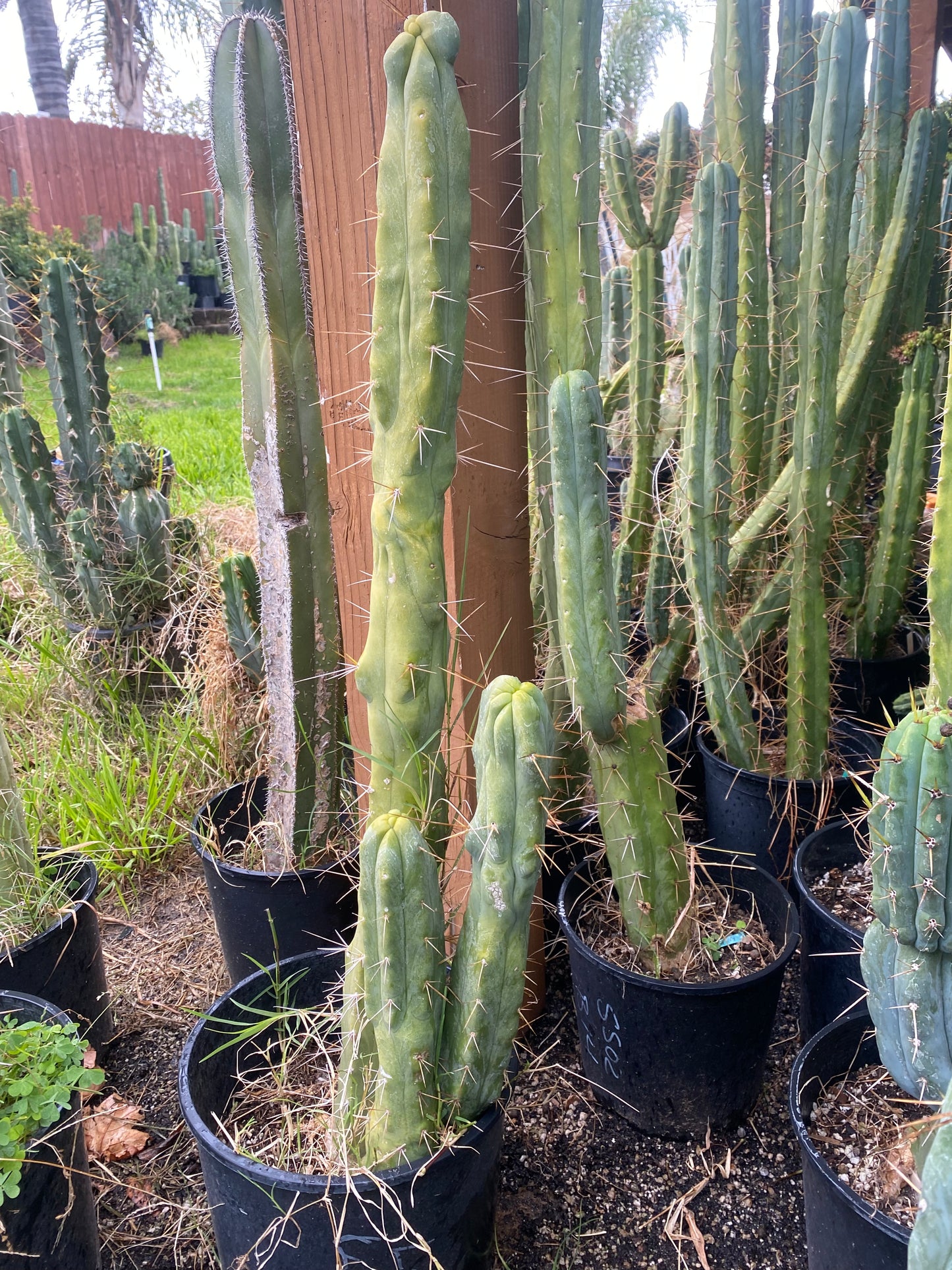 15” T. Bridgesii Monstrose Melted Wax Lotus Land cutting B22