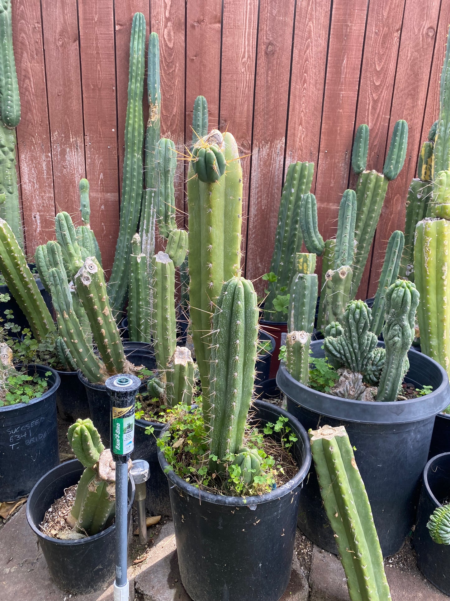 17” T. Peruvianus 2983 cutting