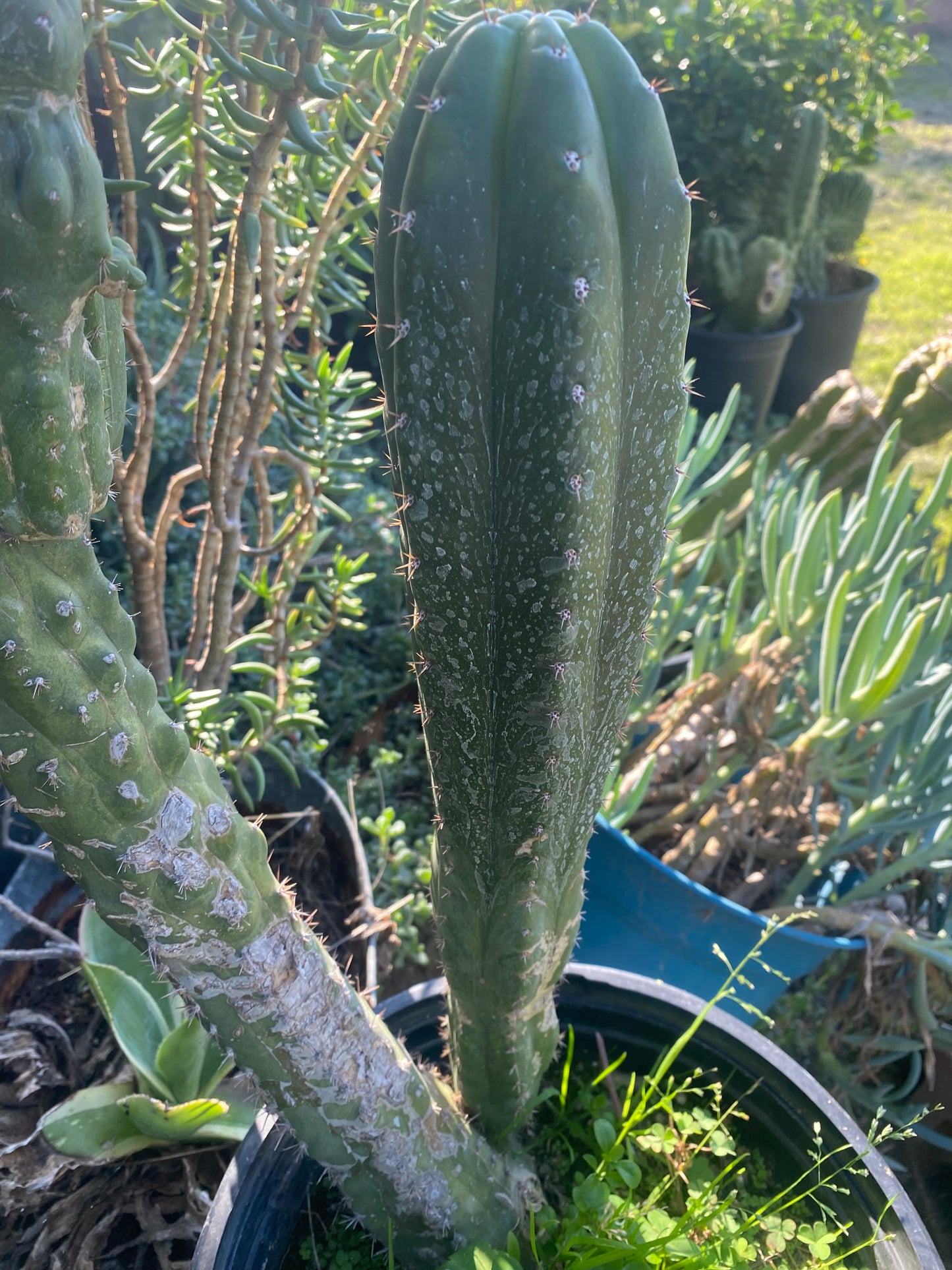 15” T. Pachanoi Monstrose Crest revert cutting
