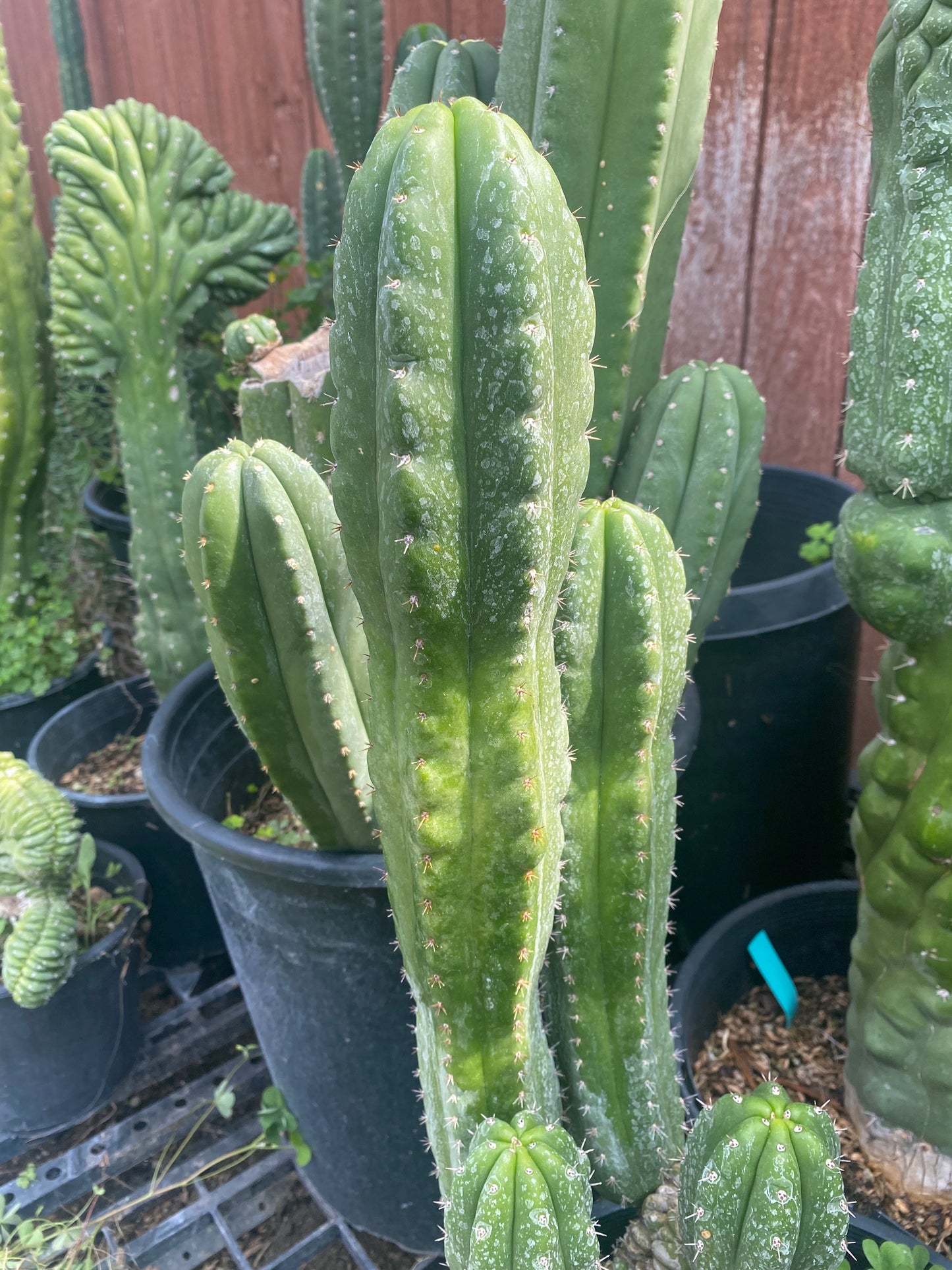 19” T. Pachanoi Monstrose Crest revert cutting