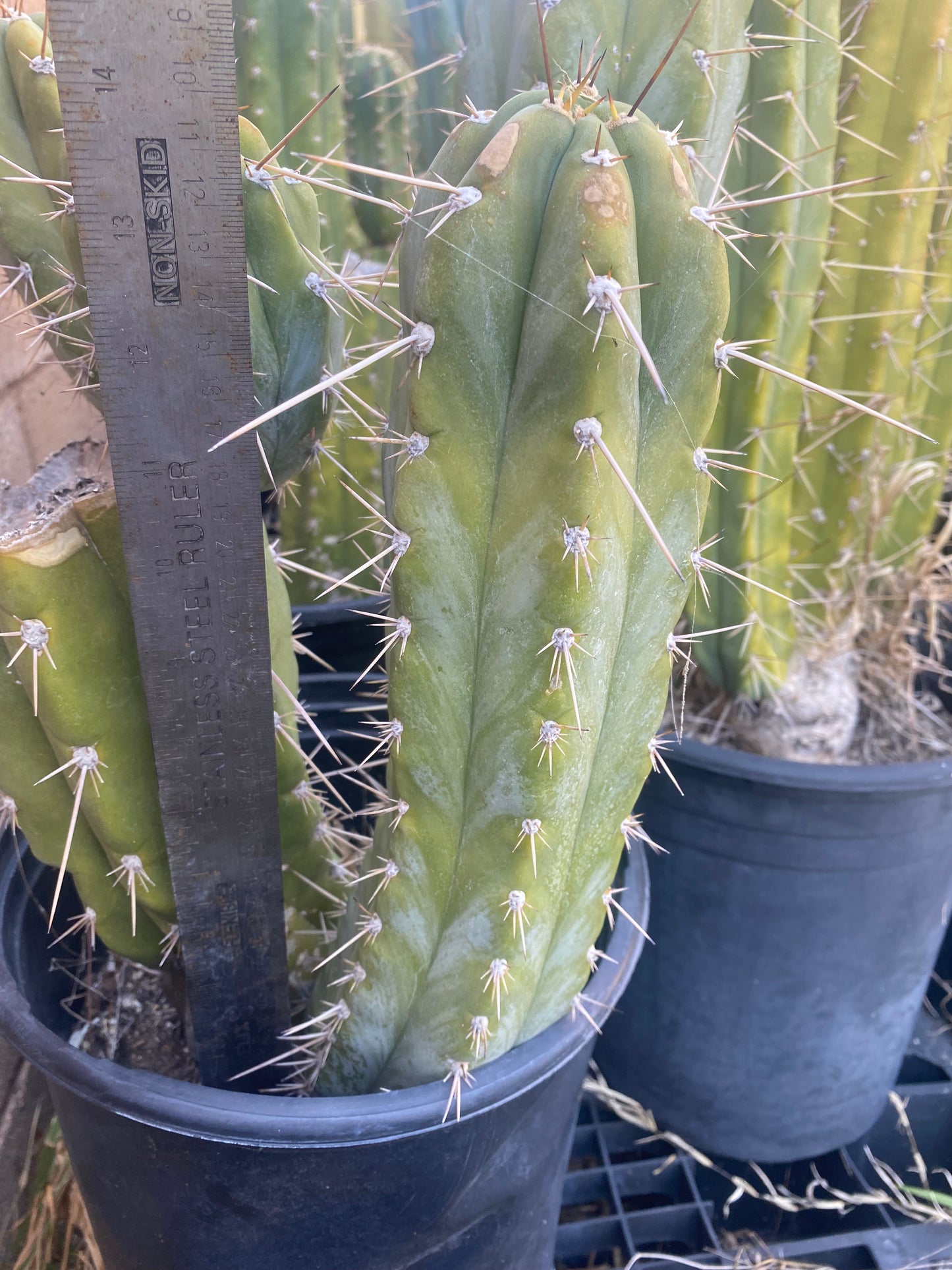 14” T. Peruvianus Los Gentiles cutting