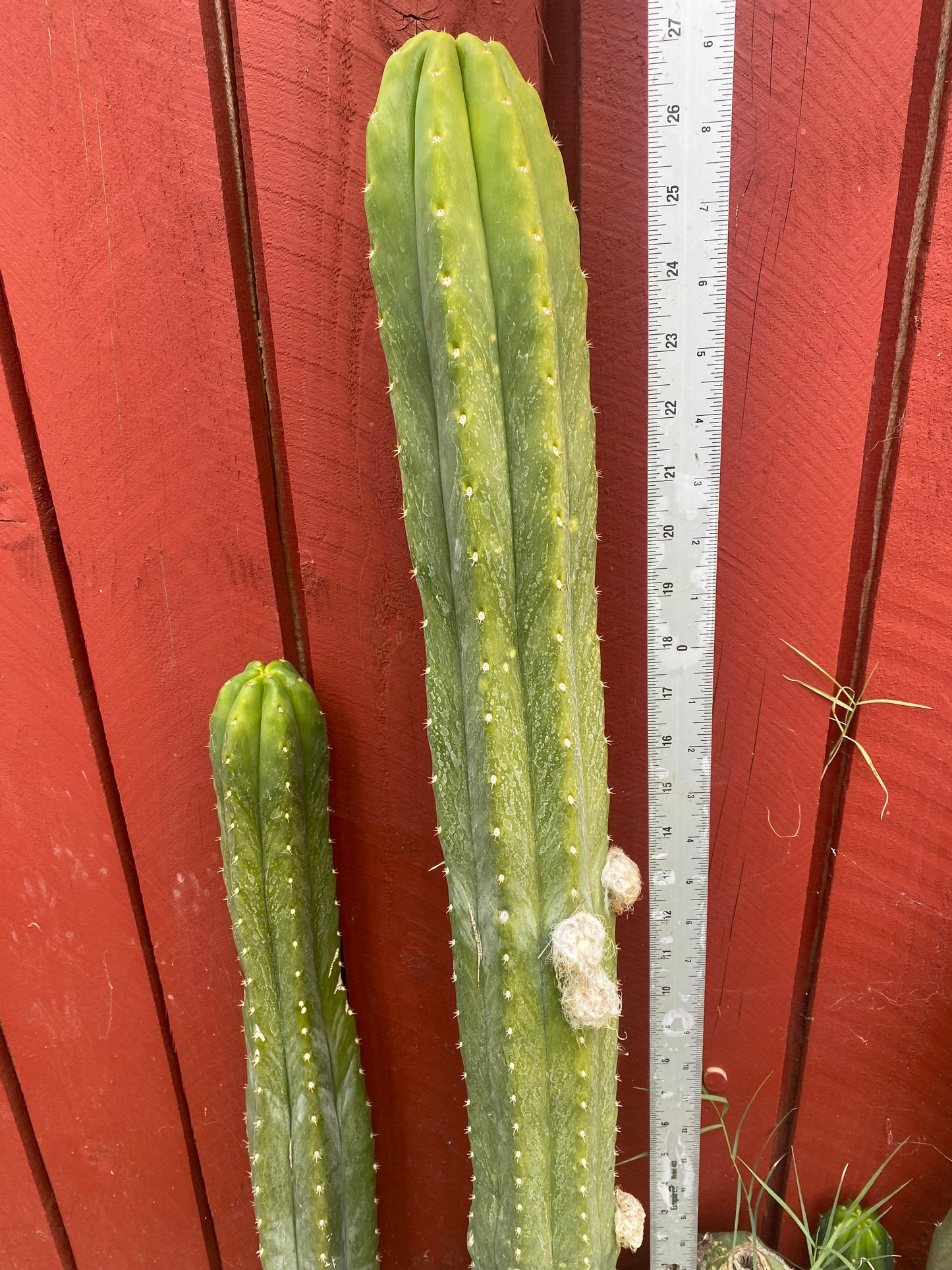 27” San Pedro top cutting flowing tip