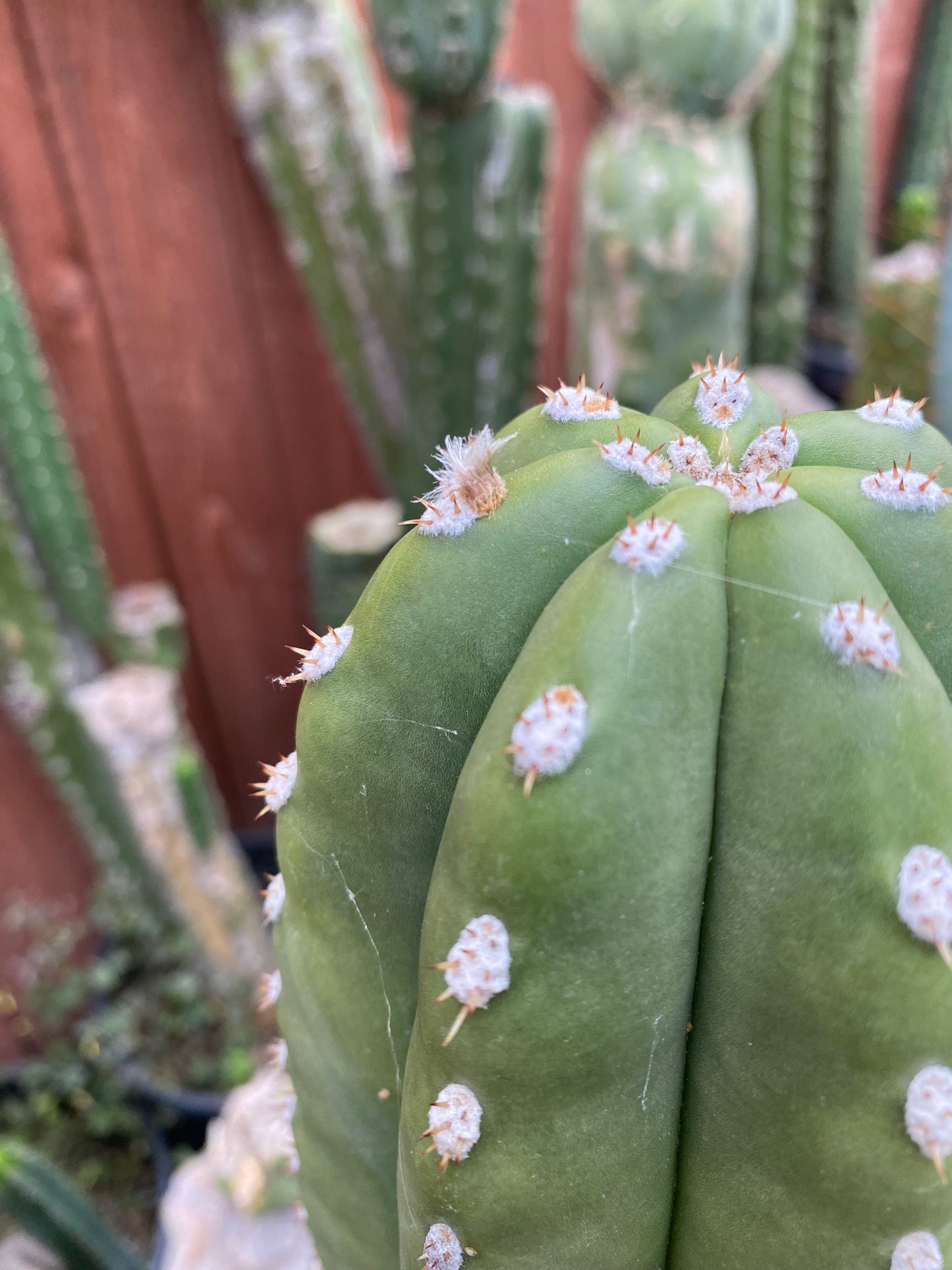 10” T. Zed’s Scopulicola cutting flowering tip