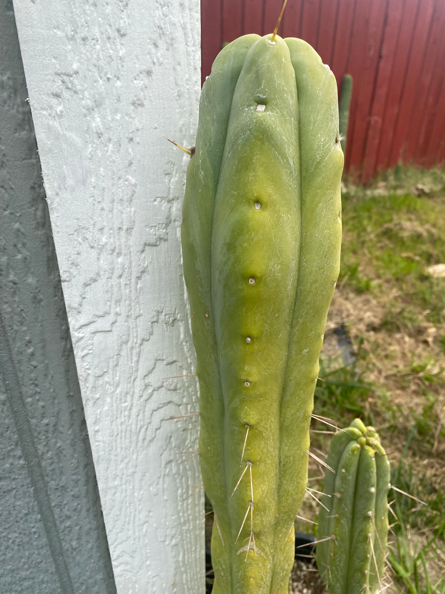 18” T. Bridgesii cutting B01 flowering tip