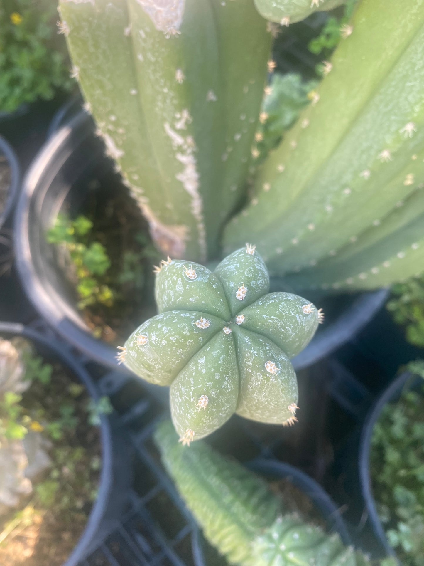13” T. Pachanoi Cordobensis cutting
