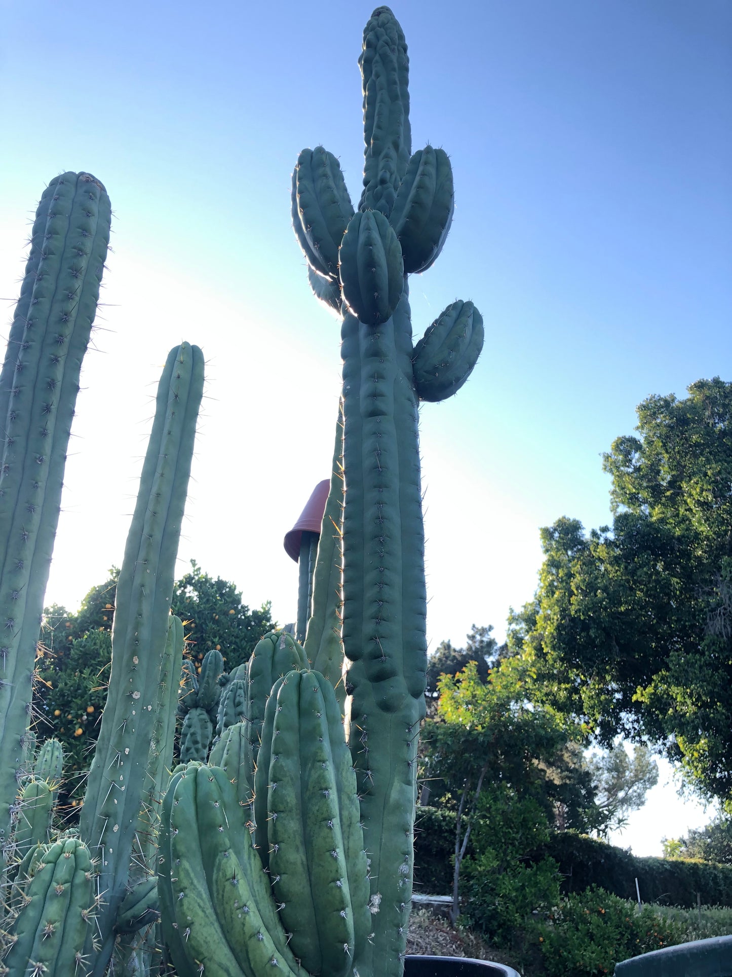 15” T. Pachanoi Monstrose cutting