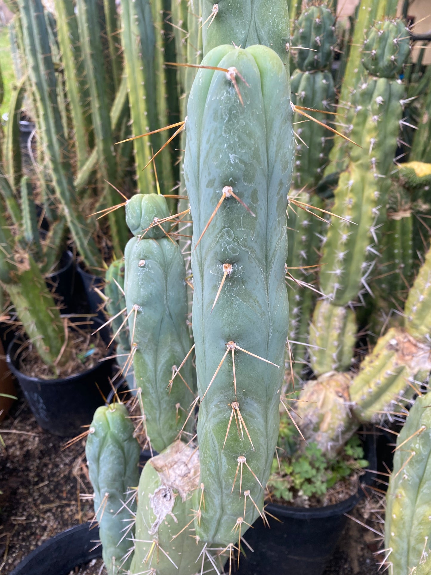 14” T. Bridgesii Monstrose Melted Wax like cutting