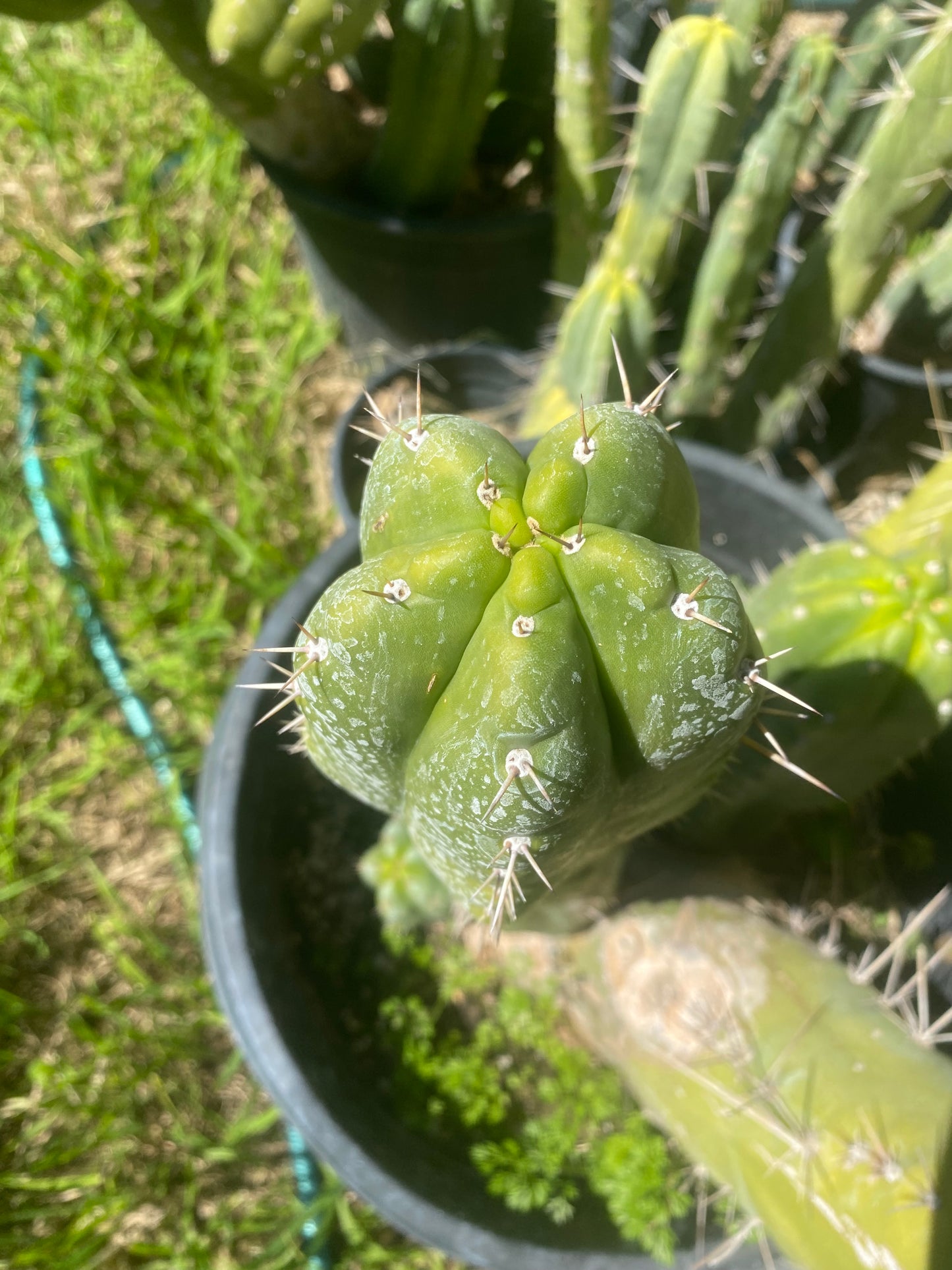16” T. Pachanoi Monstrose cutting
