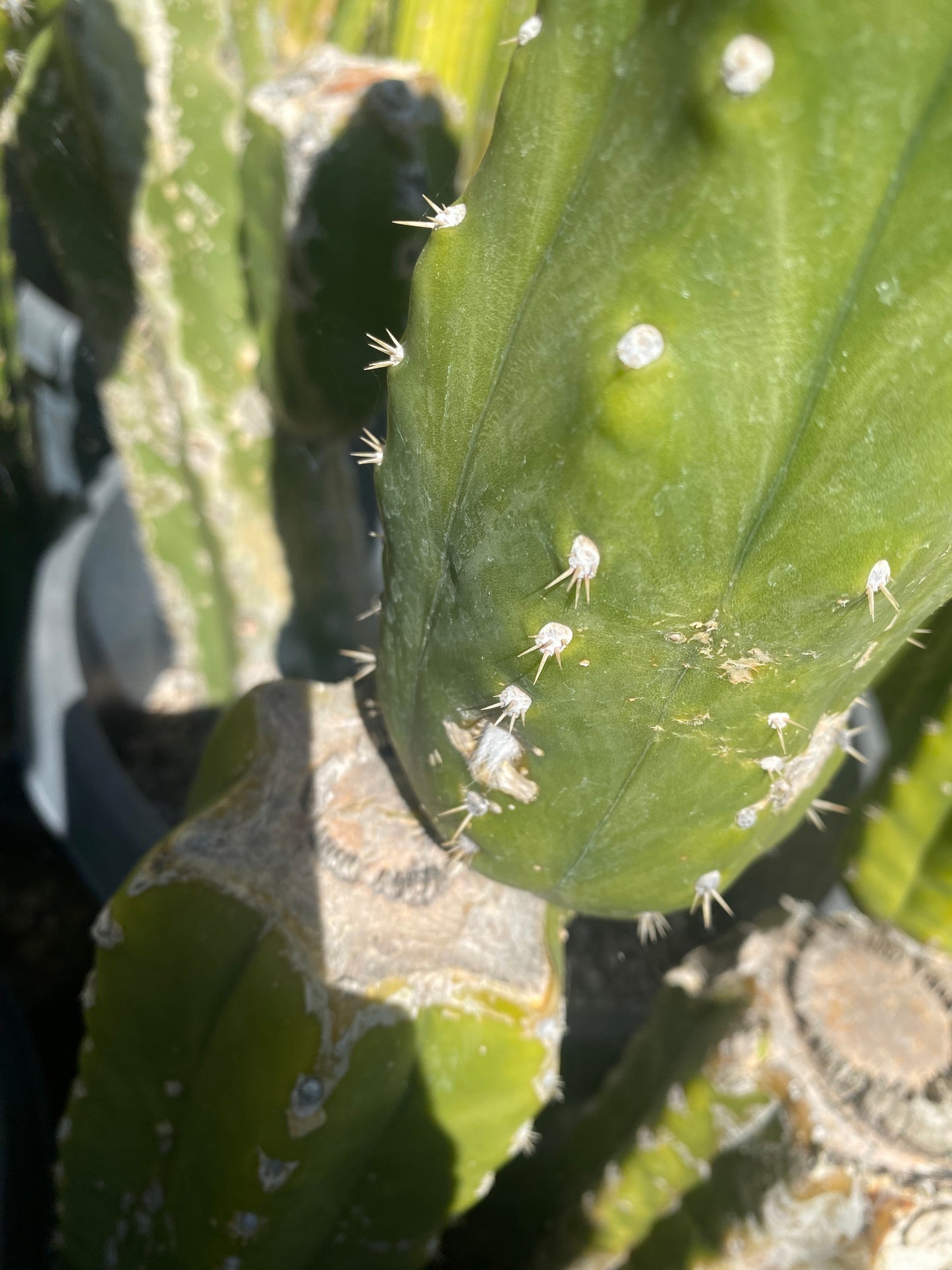 14 1/2” San Pedro top cutting flowering tip