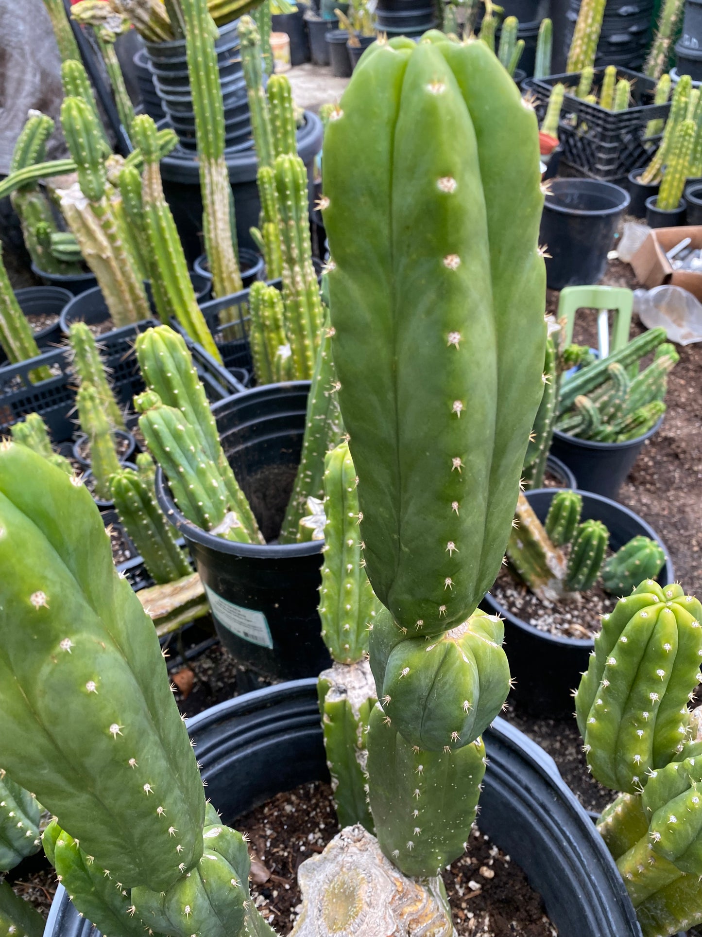 12” San Pedro top cutting
