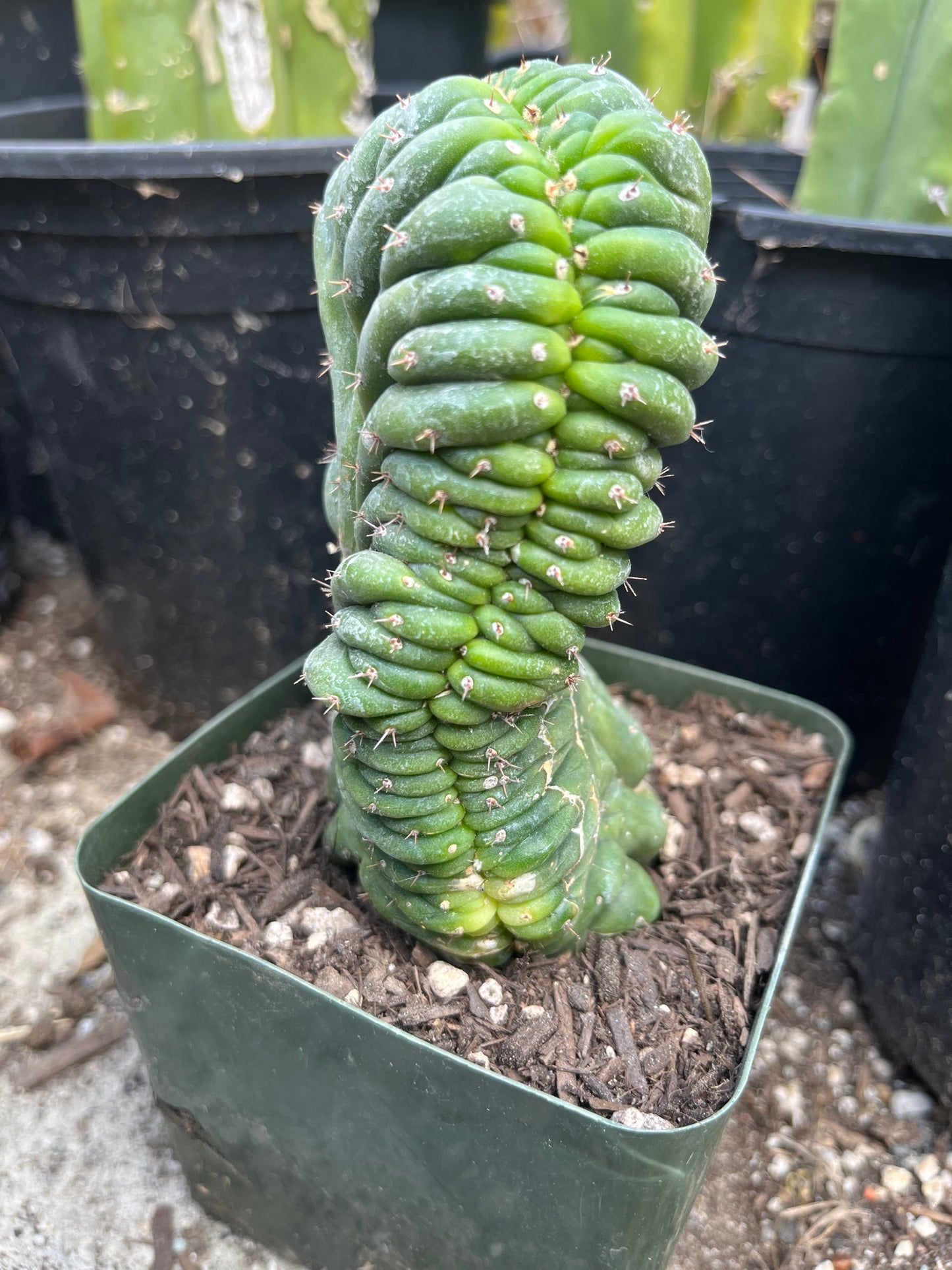 T. Pachanoi Monstrose Crest cutting