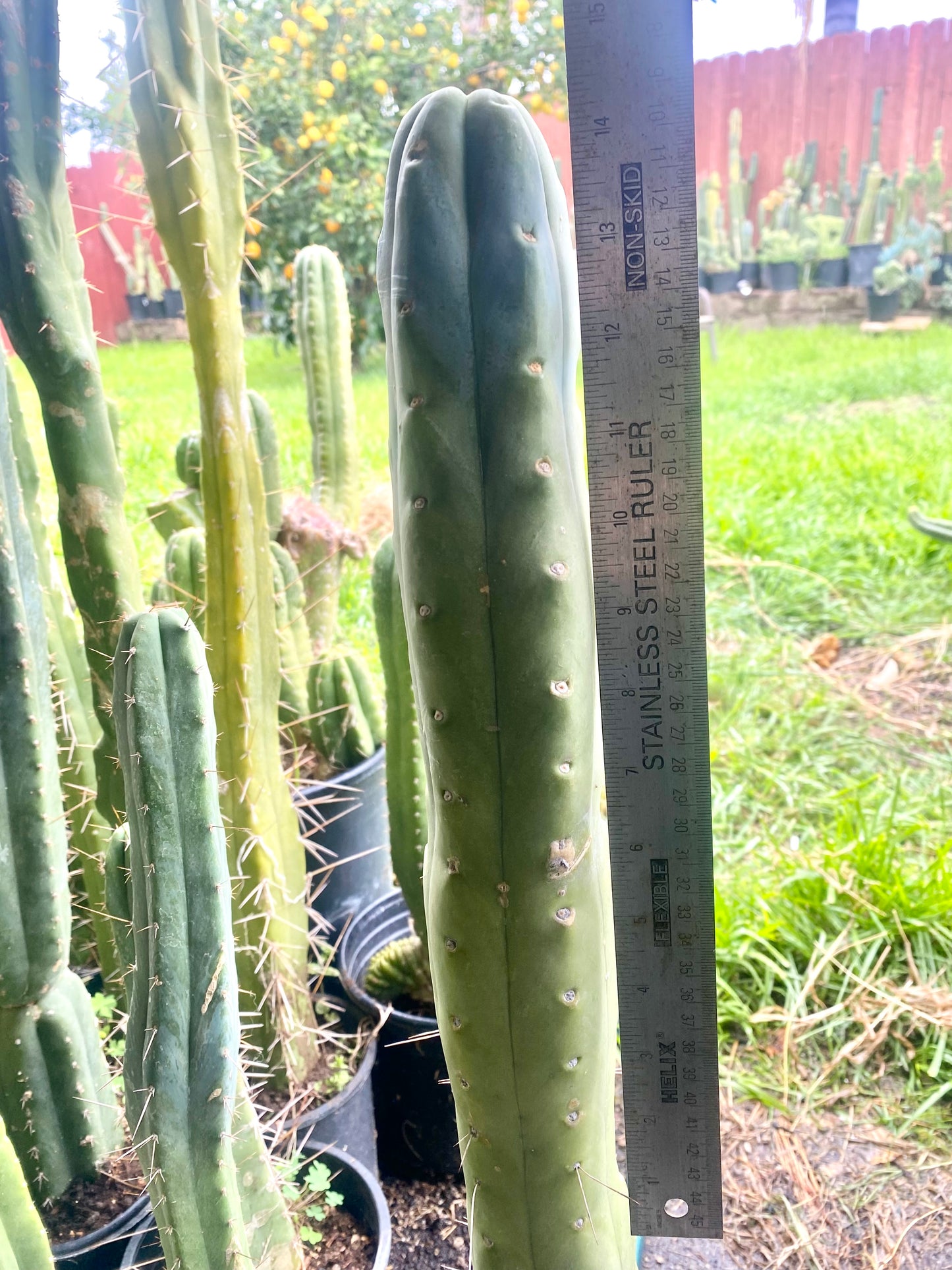 14” T. Bridgesii K.Knize cutting B07