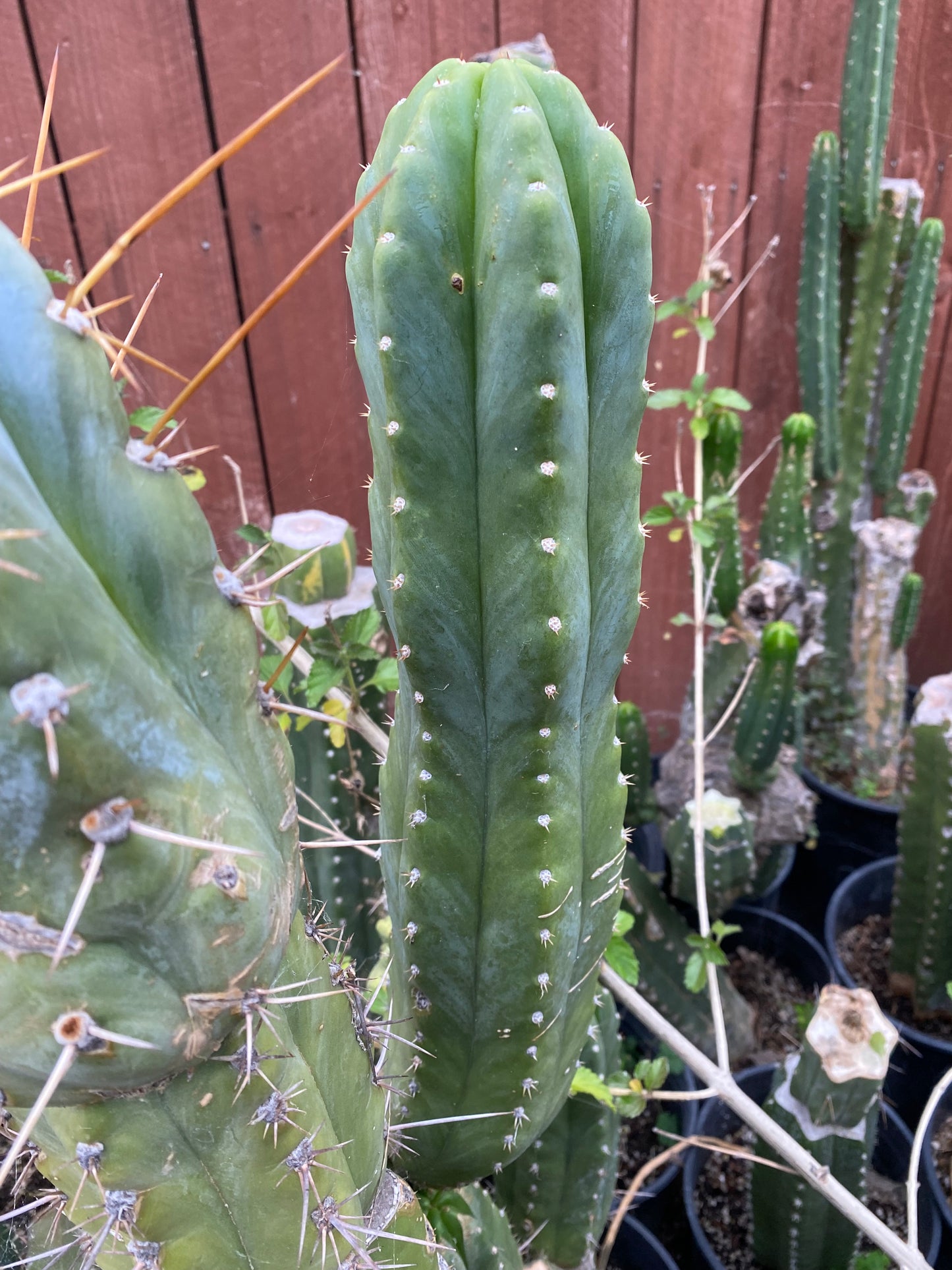 17” San Pedro top cutting