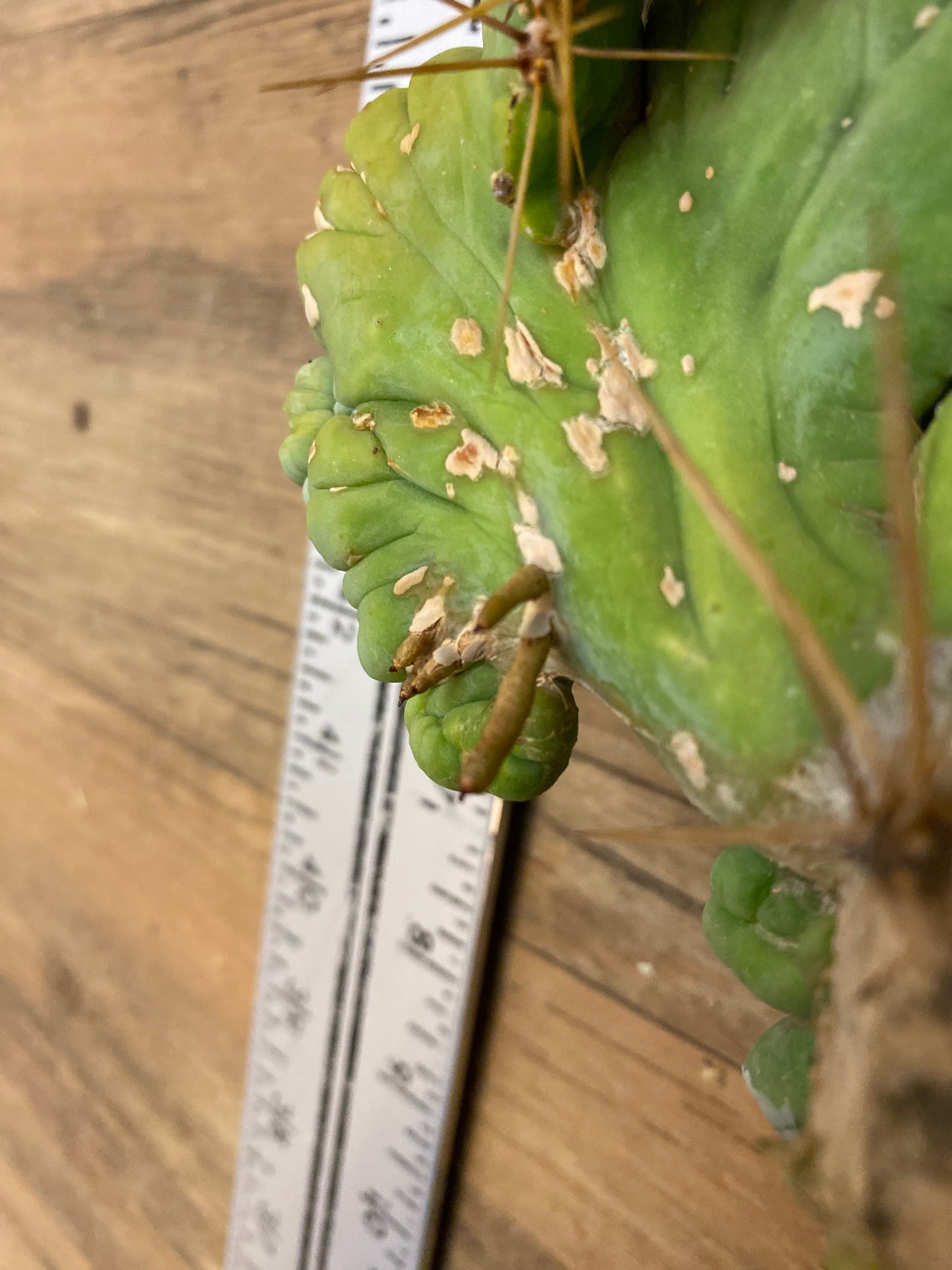 8 1/2” wide T. Bridgesii Monstrose Crest cutting with roots showing