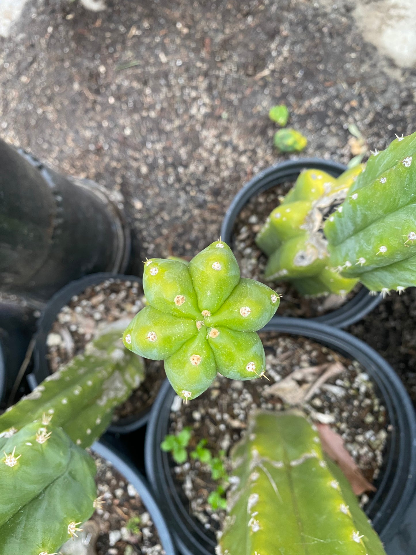 18” San Pedro top cutting