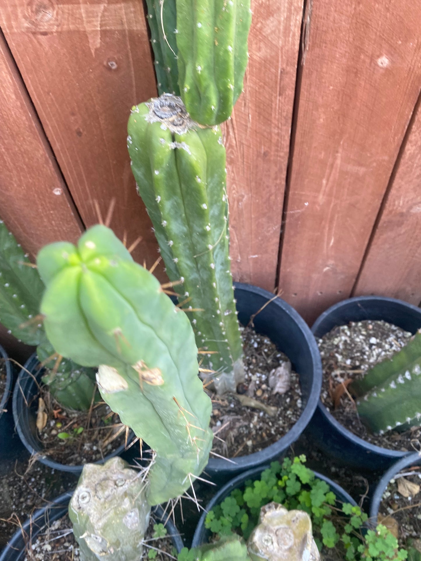 19” T. Bridgesii cutting B01