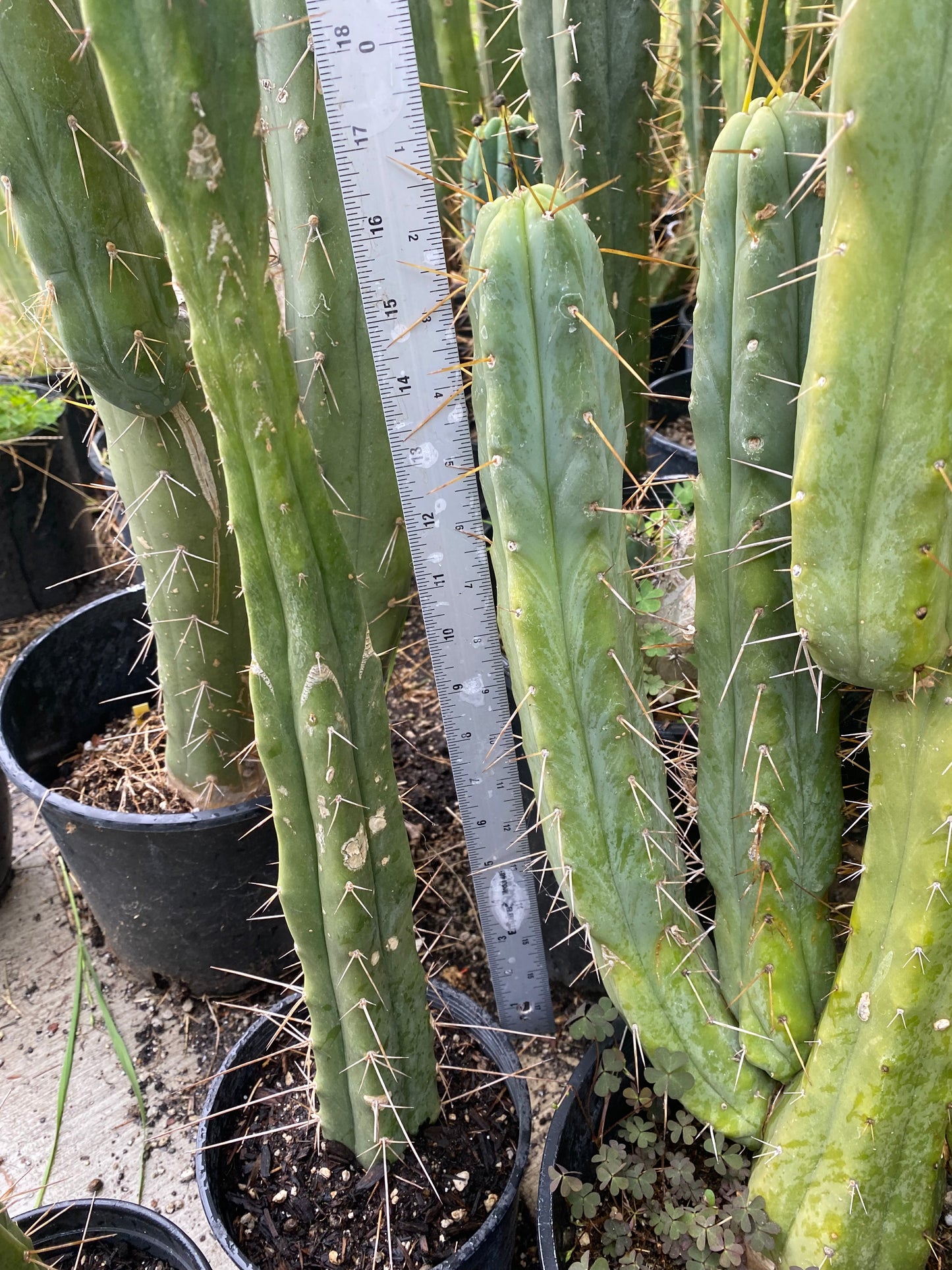 16” T. Bridgesii Bob Baker cutting B05