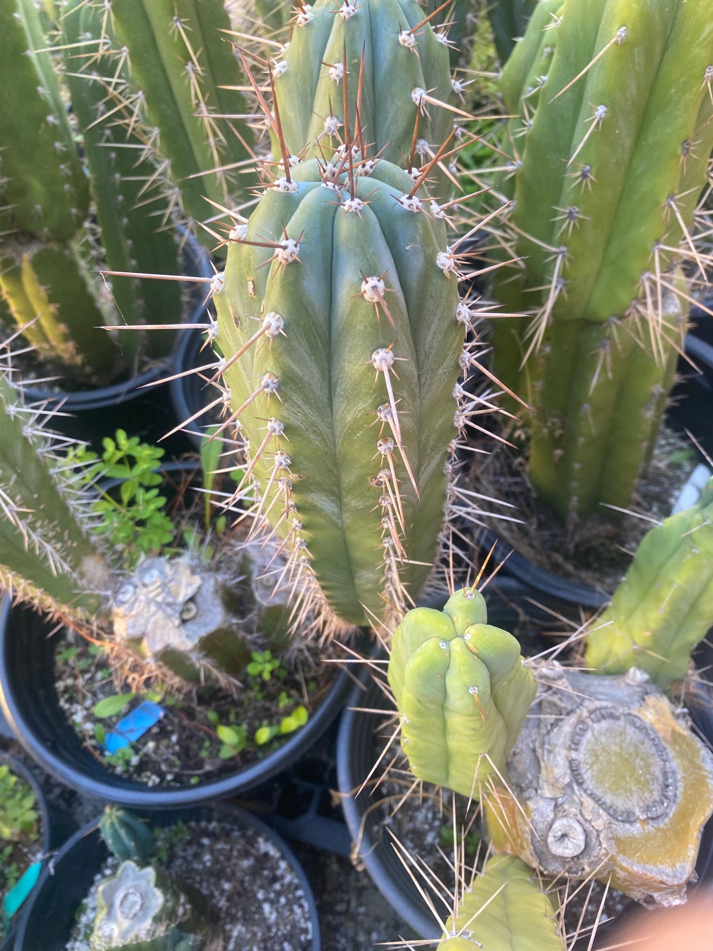 15 1/2” T. Pachanoi K.K. cutting