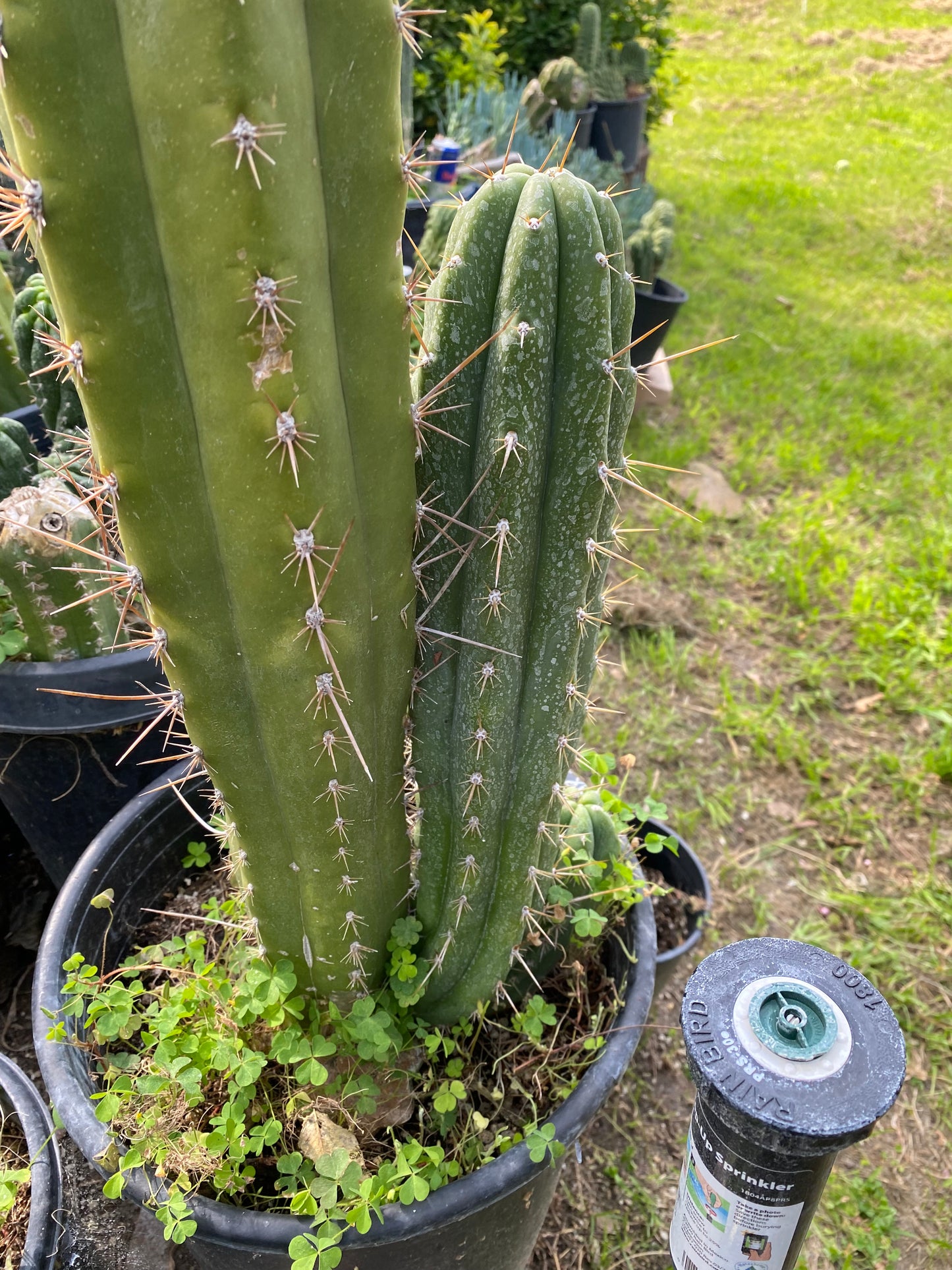 17” T. Peruvianus 2983 cutting
