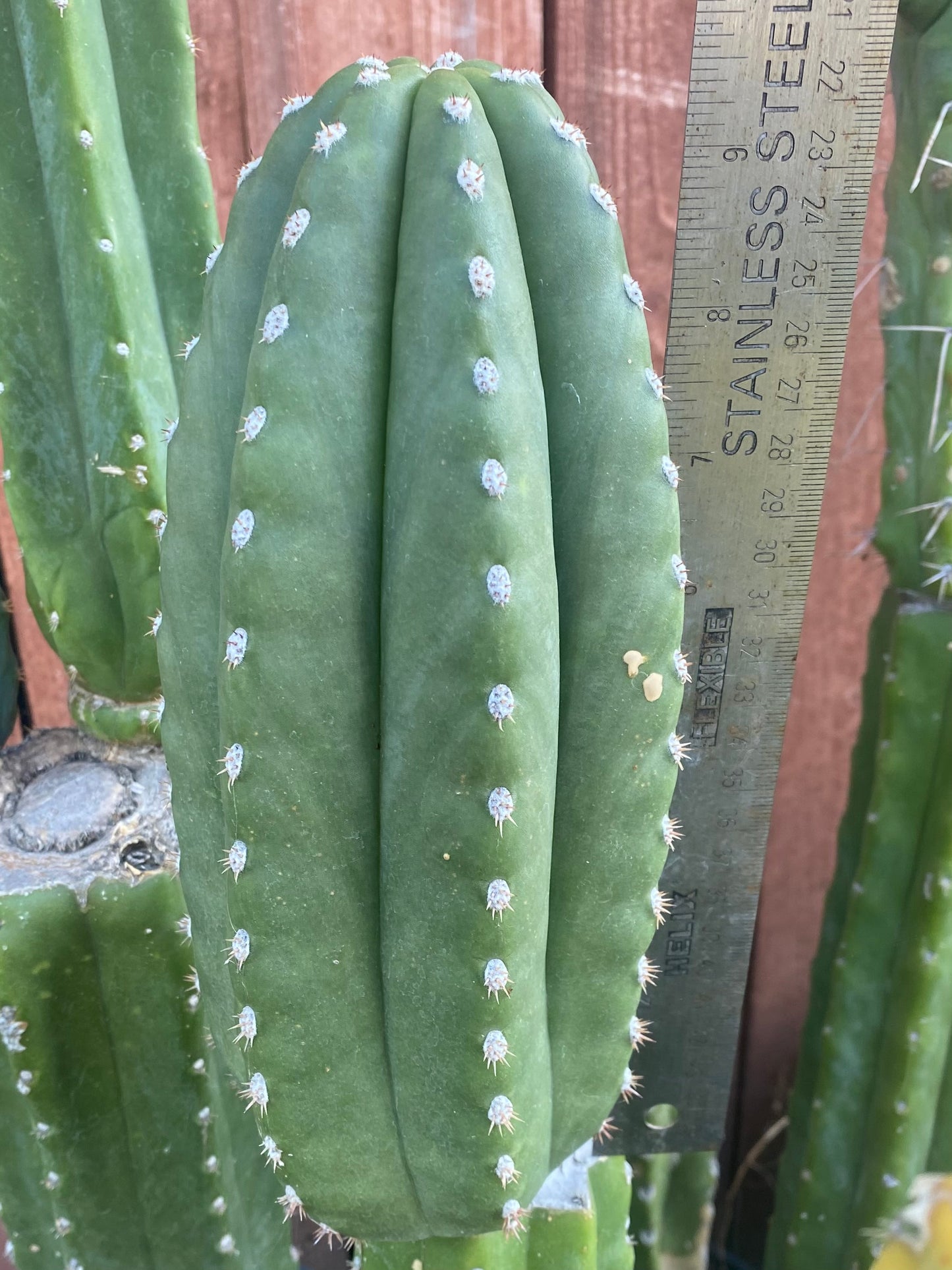 10” T. Zed’s Scopulicola cutting