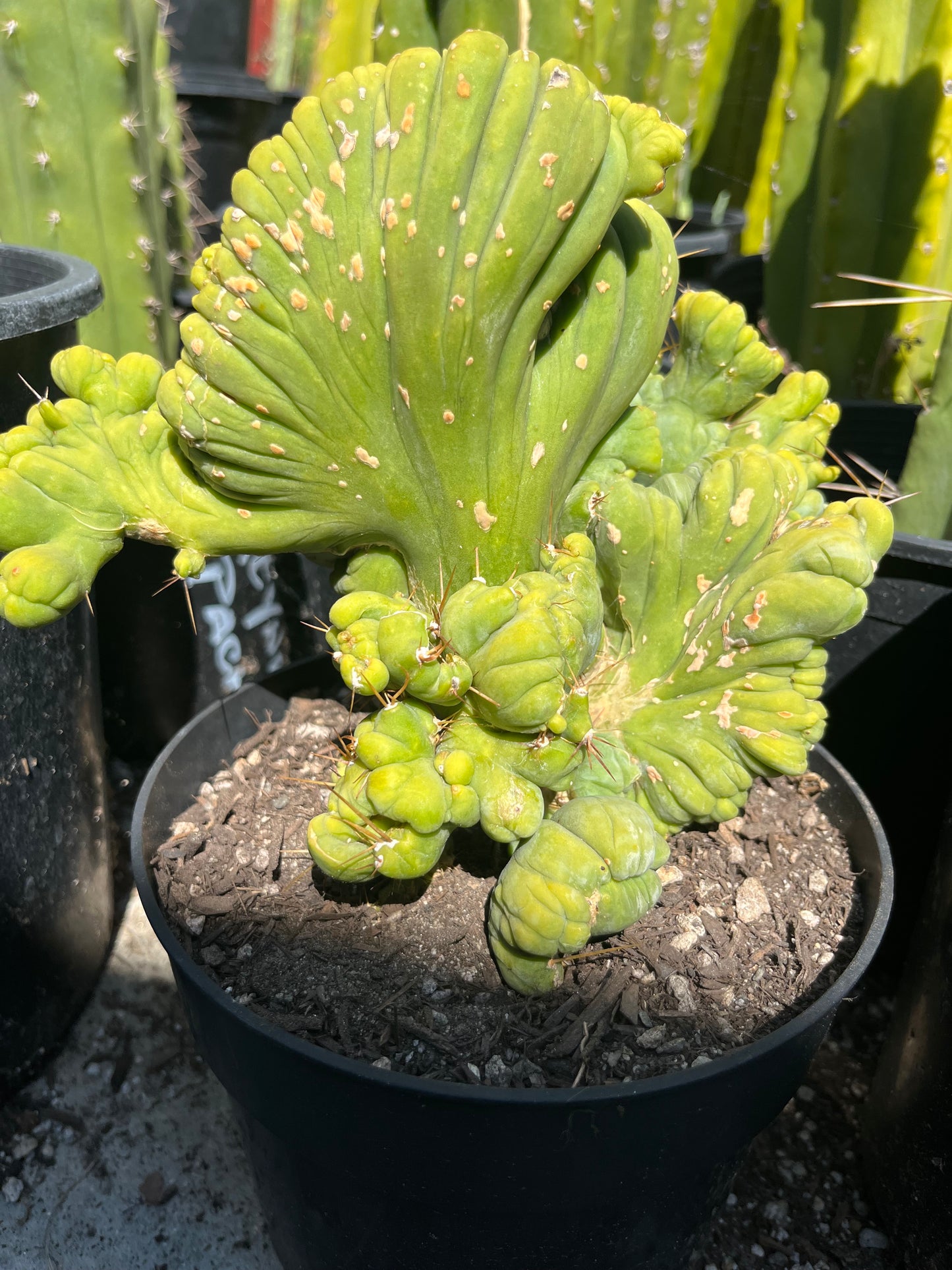 8 1/2” wide T. Bridgesii Monstrose Crest cutting with roots showing