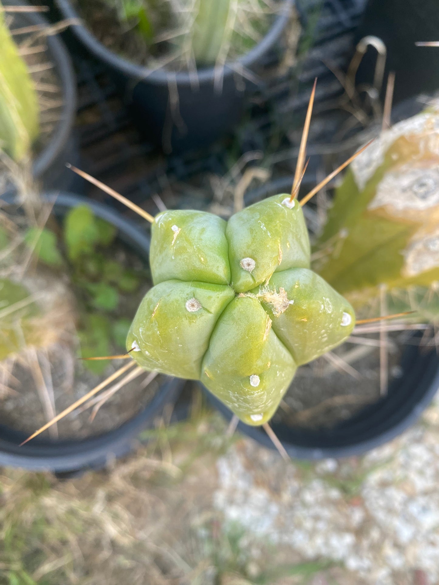 14 1/2” T. Bridgesii cutting B02
