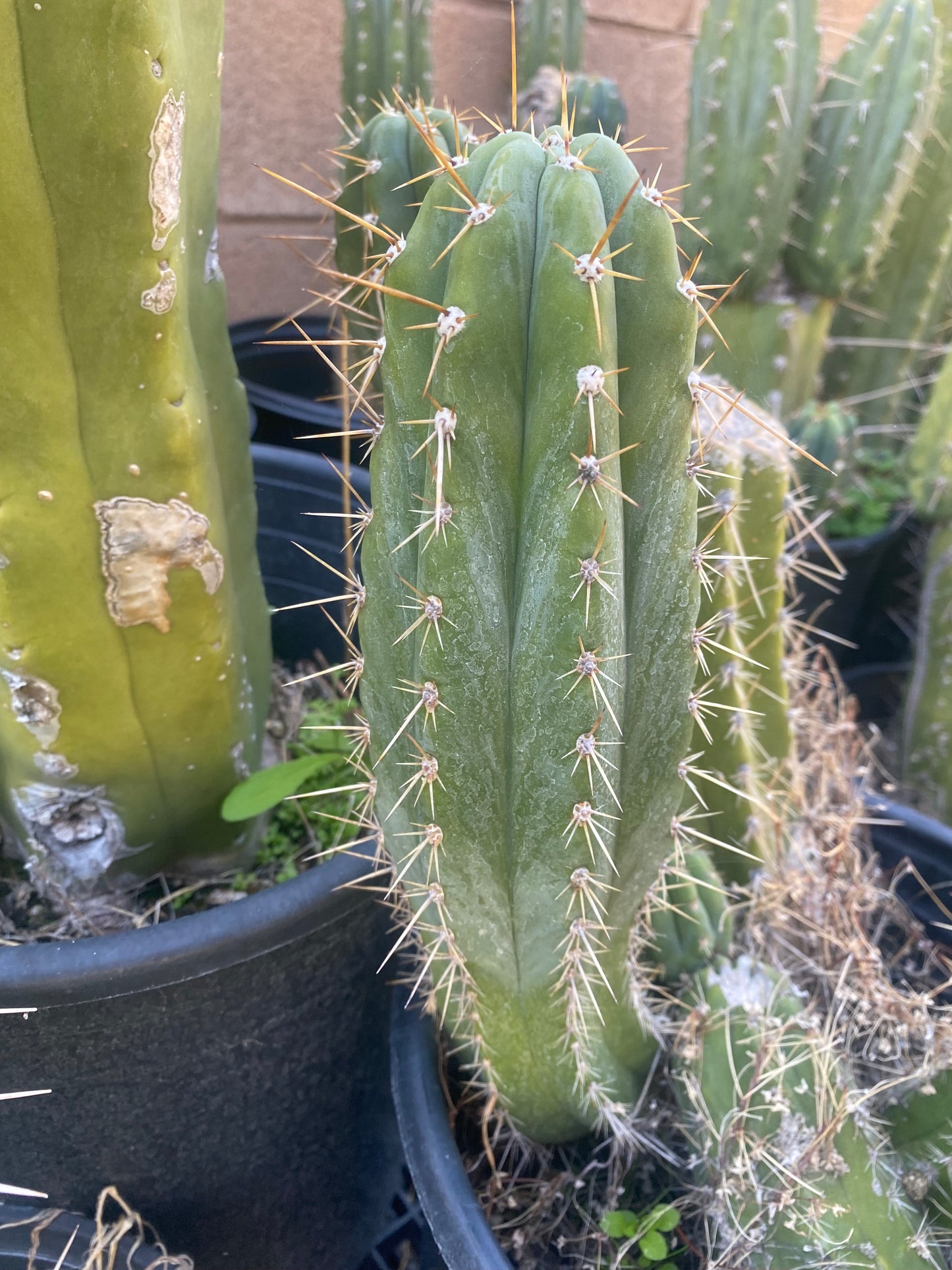 11” T. Pachanoi Matucana cutting