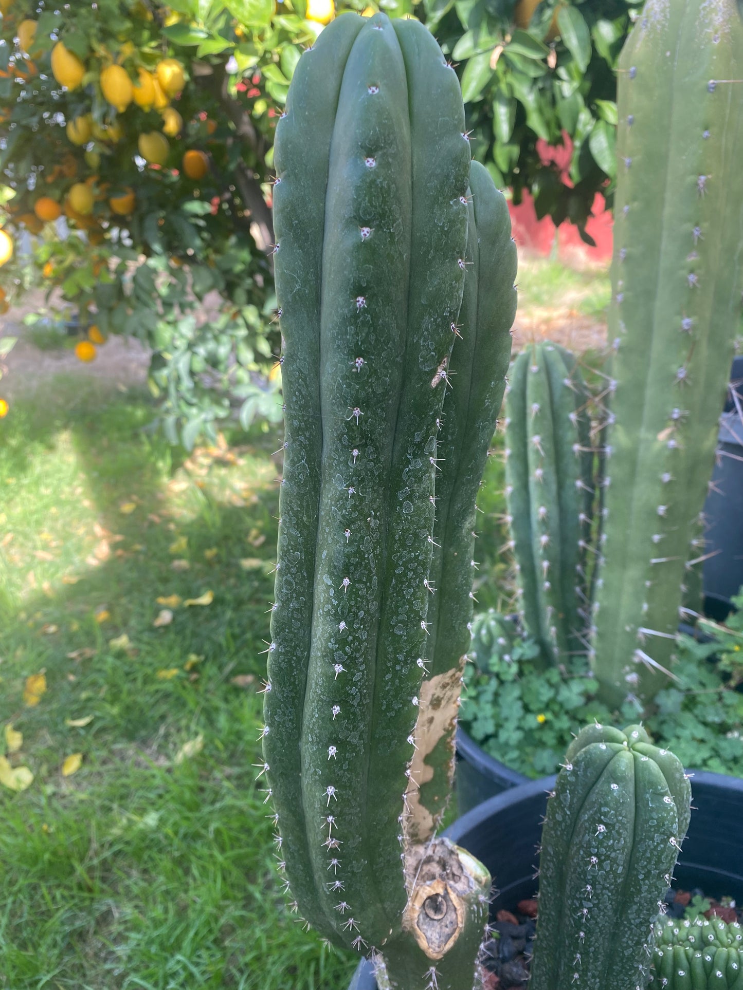 14 1/2” T. Pachanoi Monstrose Crest revert cutting