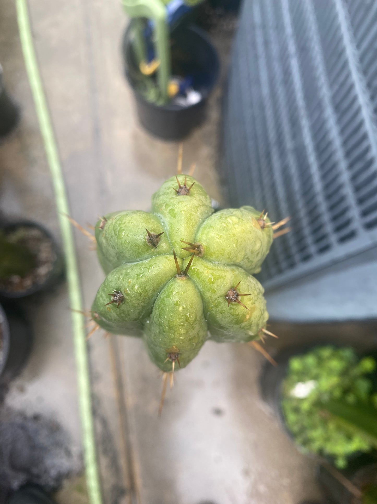 14” T. Macrogonus x T. Bridgesii LJ cutting
