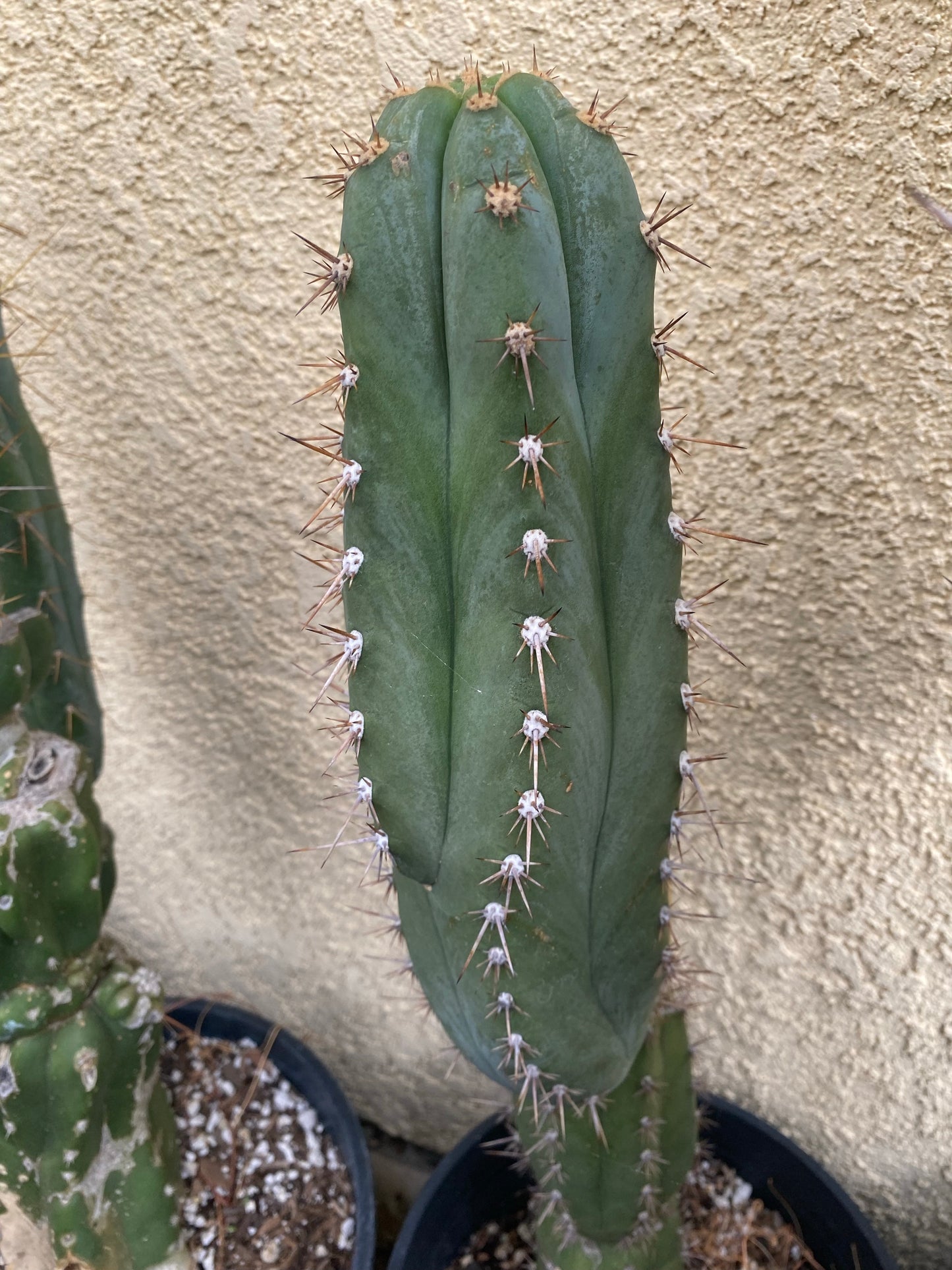 15” T. Peruvianus K.Knize cutting
