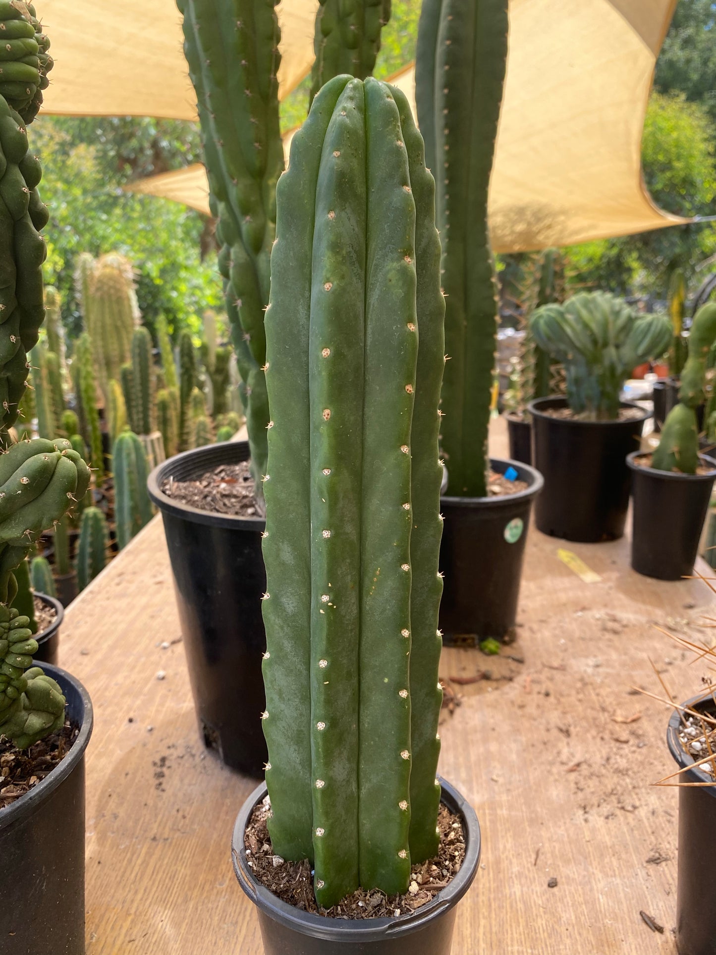 13” San Pedro