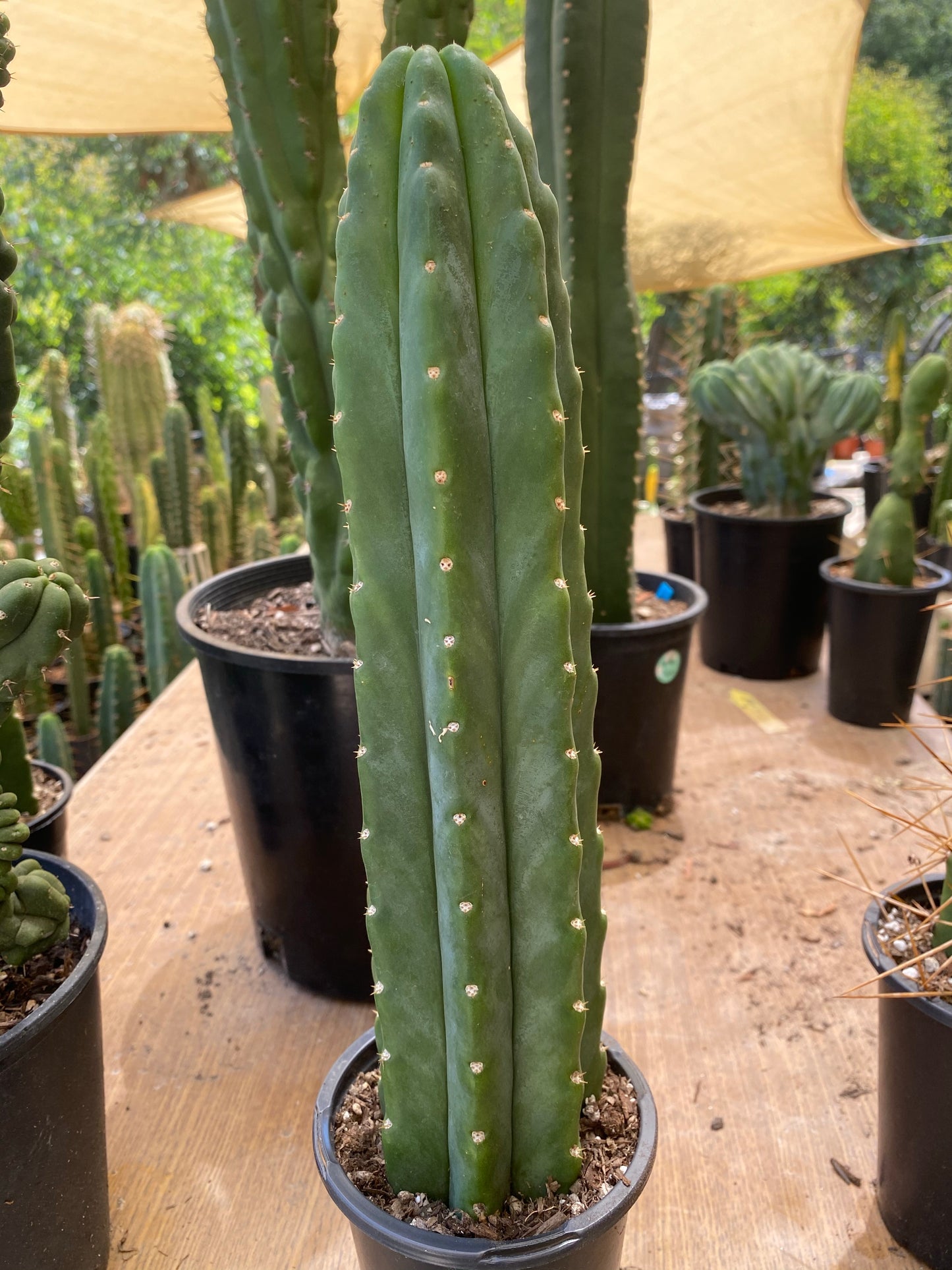 13” San Pedro