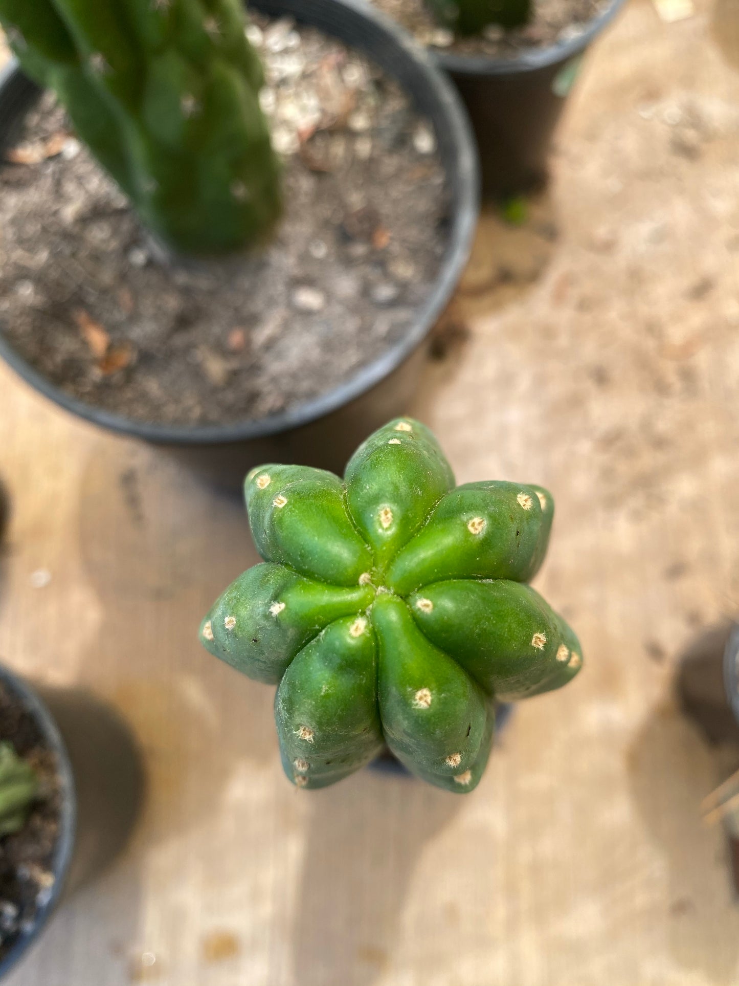 13” San Pedro