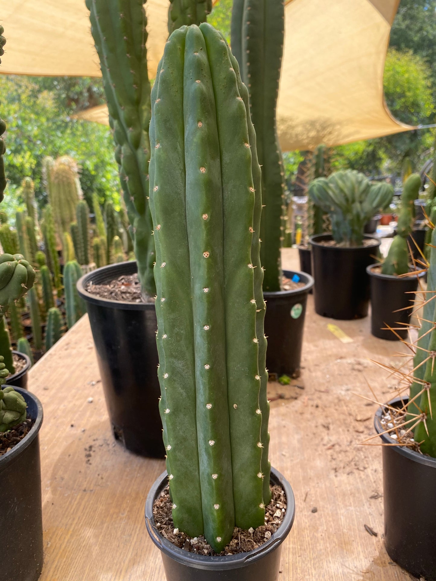 13” San Pedro