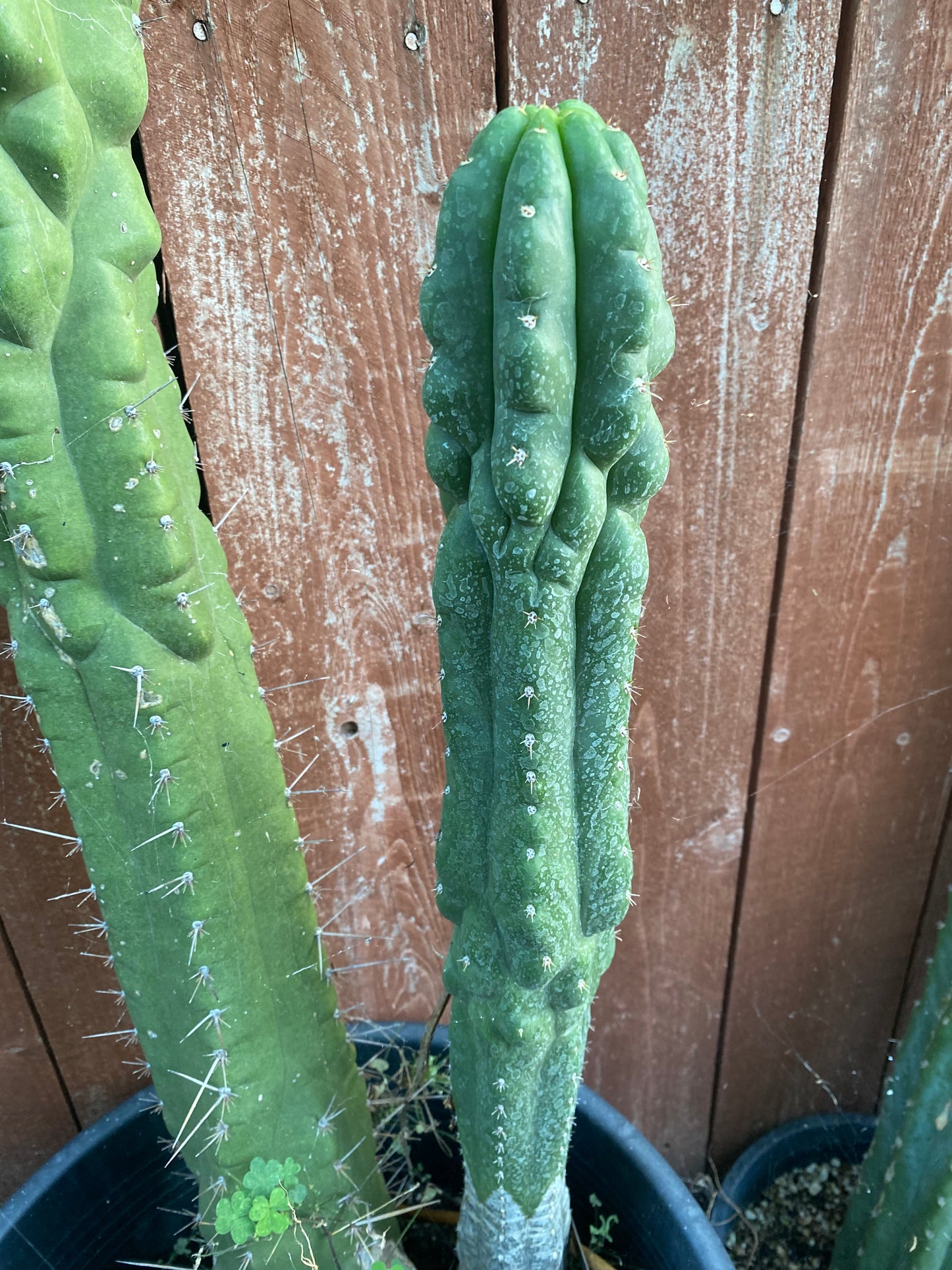 18” T. Pachanoi Monstrose Crest cutting