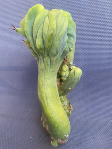 7 1/2” tall T. Bridgesii Monstrose Crest cutting