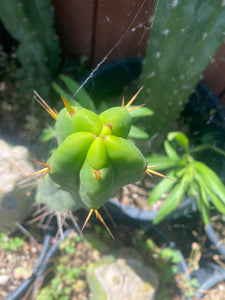 11 1/2” T. Bridgesii cutting B01