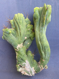 7 1/2” tall T. Bridgesii Monstrose Crest cutting