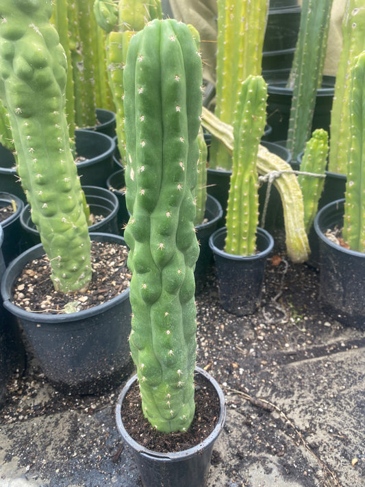 15 1/2” T. Pachanoi Monstrose cutting