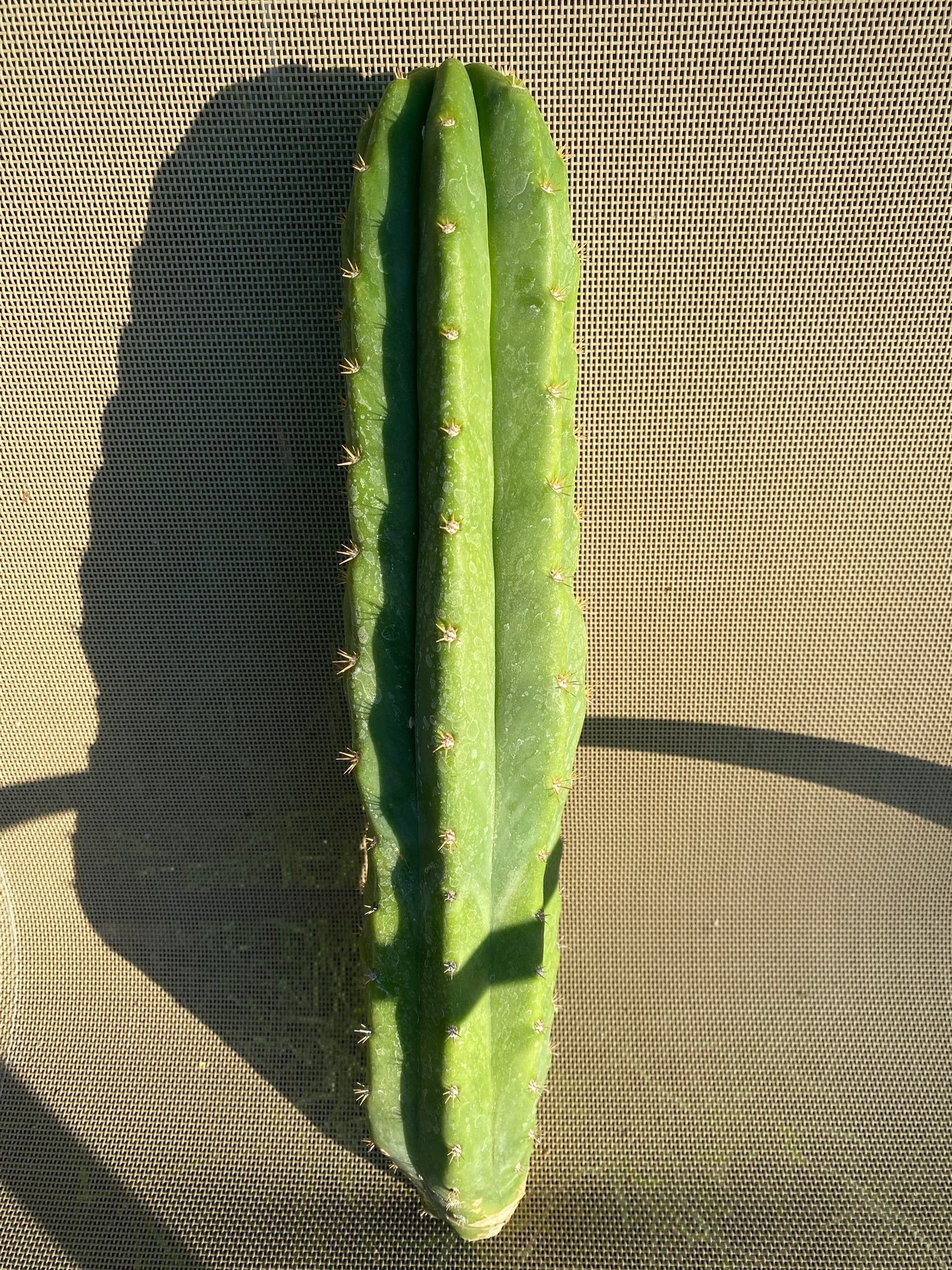 15” San Pedro cutting