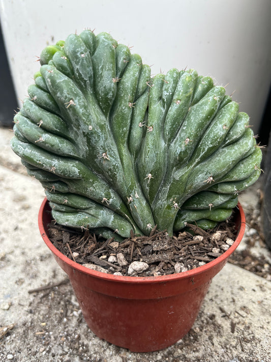 T. Pachanoi Monstrose Crest cutting