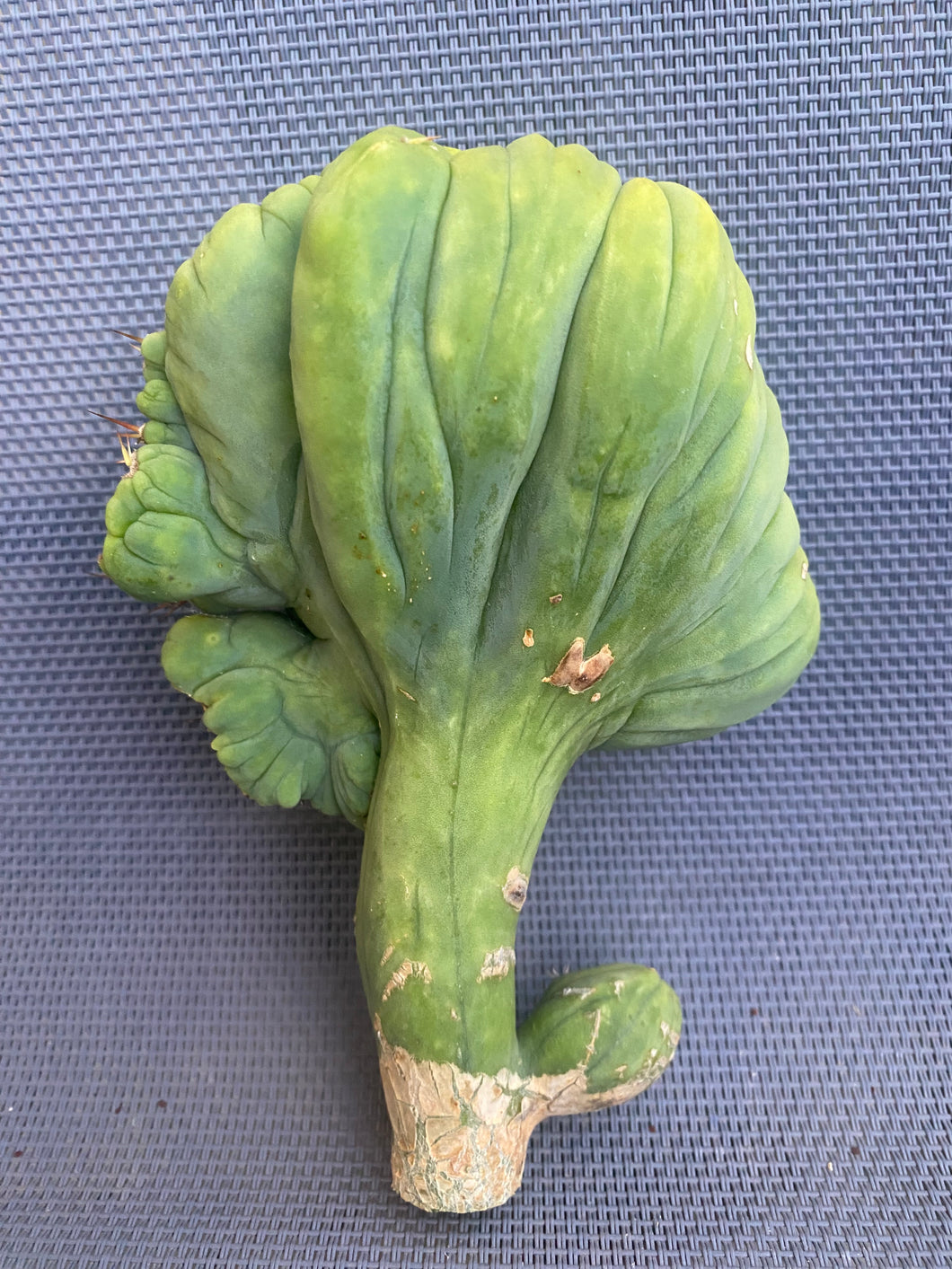 5” wide T. Bridgesii Monstrose Crest cutting