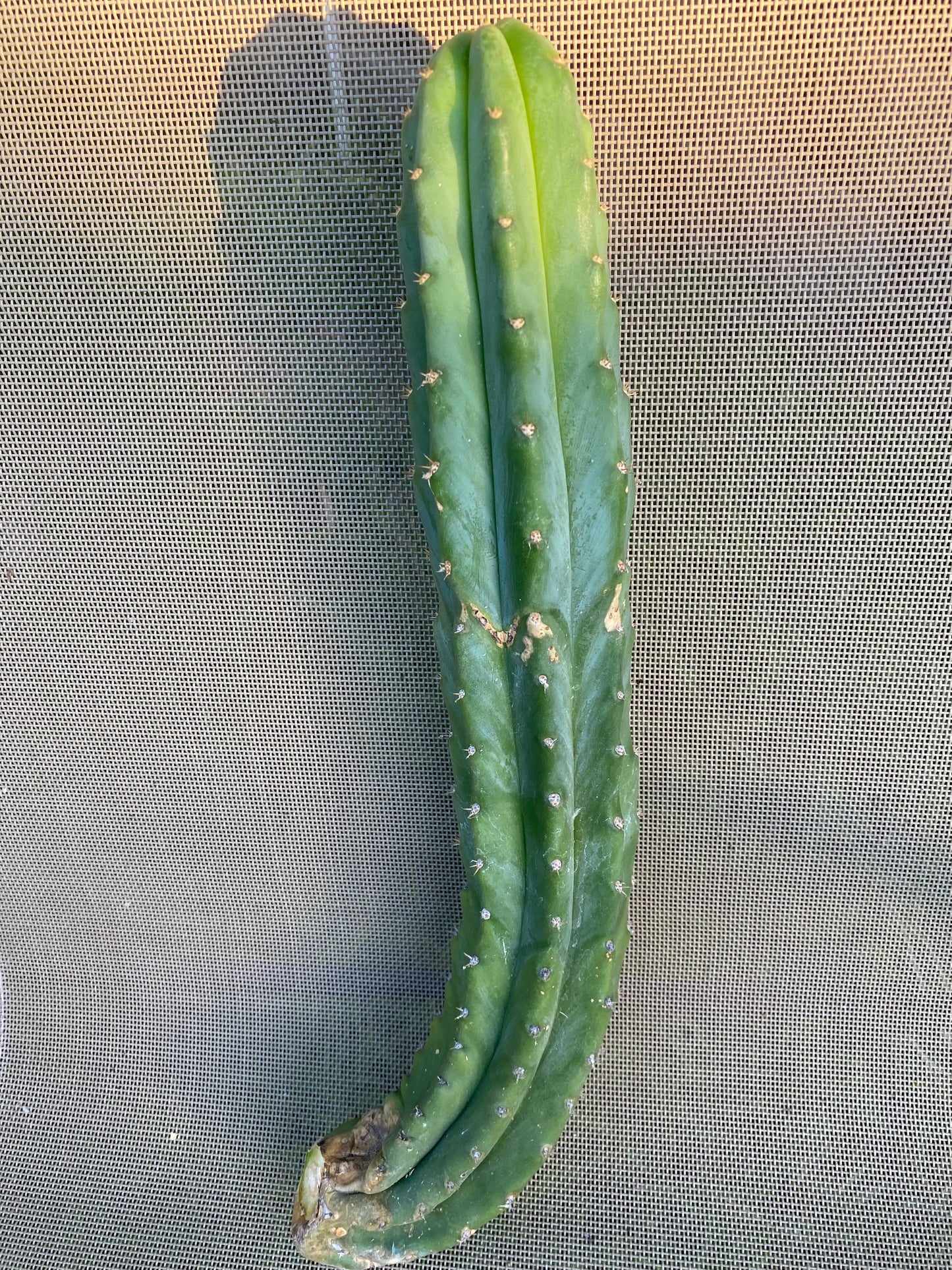 16” San Pedro cutting