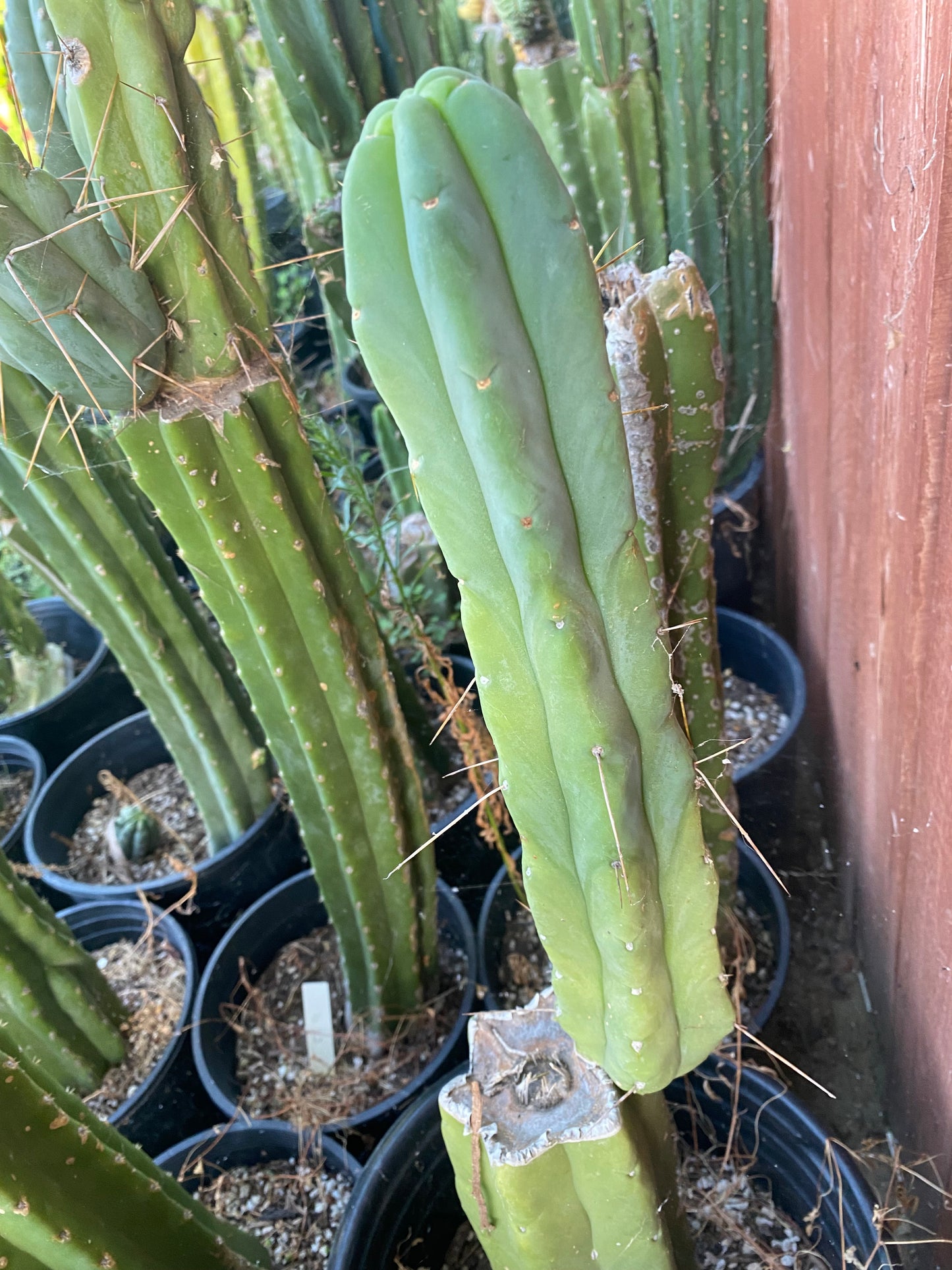 13 1/2” T. Bridgesii cutting B01