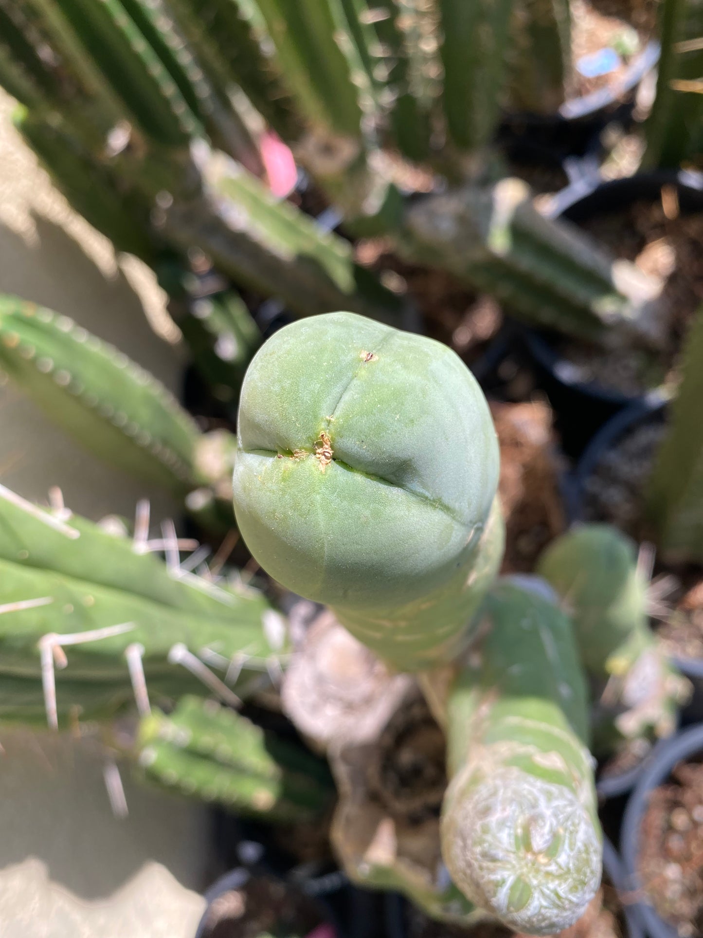 7” Bridgesii Monstrose Long or clone A cutting