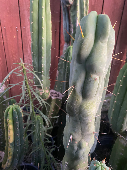 12” T. Bridgesii Monstrose Melted Wax cutting B29