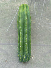 Load image into Gallery viewer, 12” San Pedro cutting