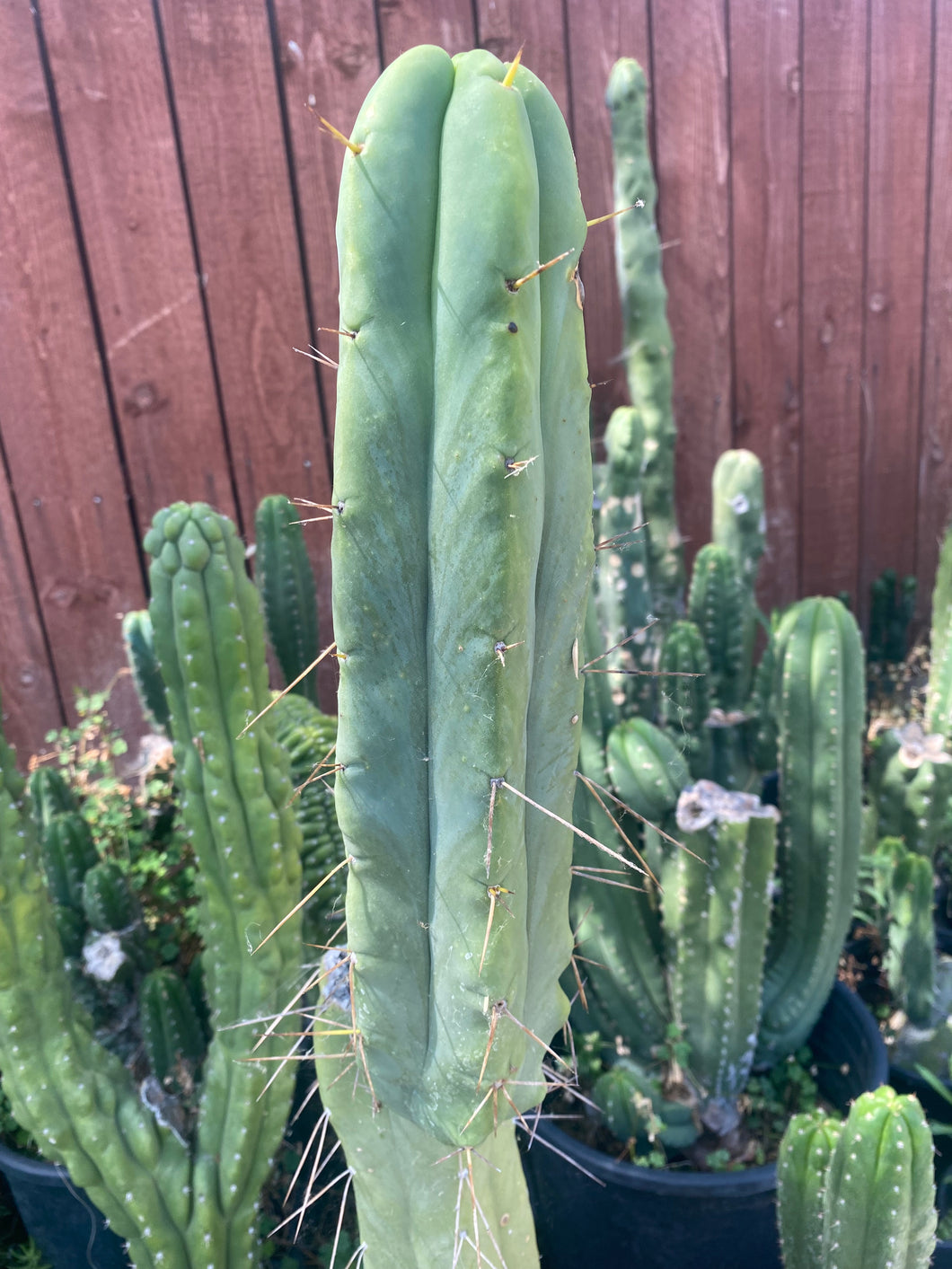 11 1/2” T. Bridgesii cutting B01